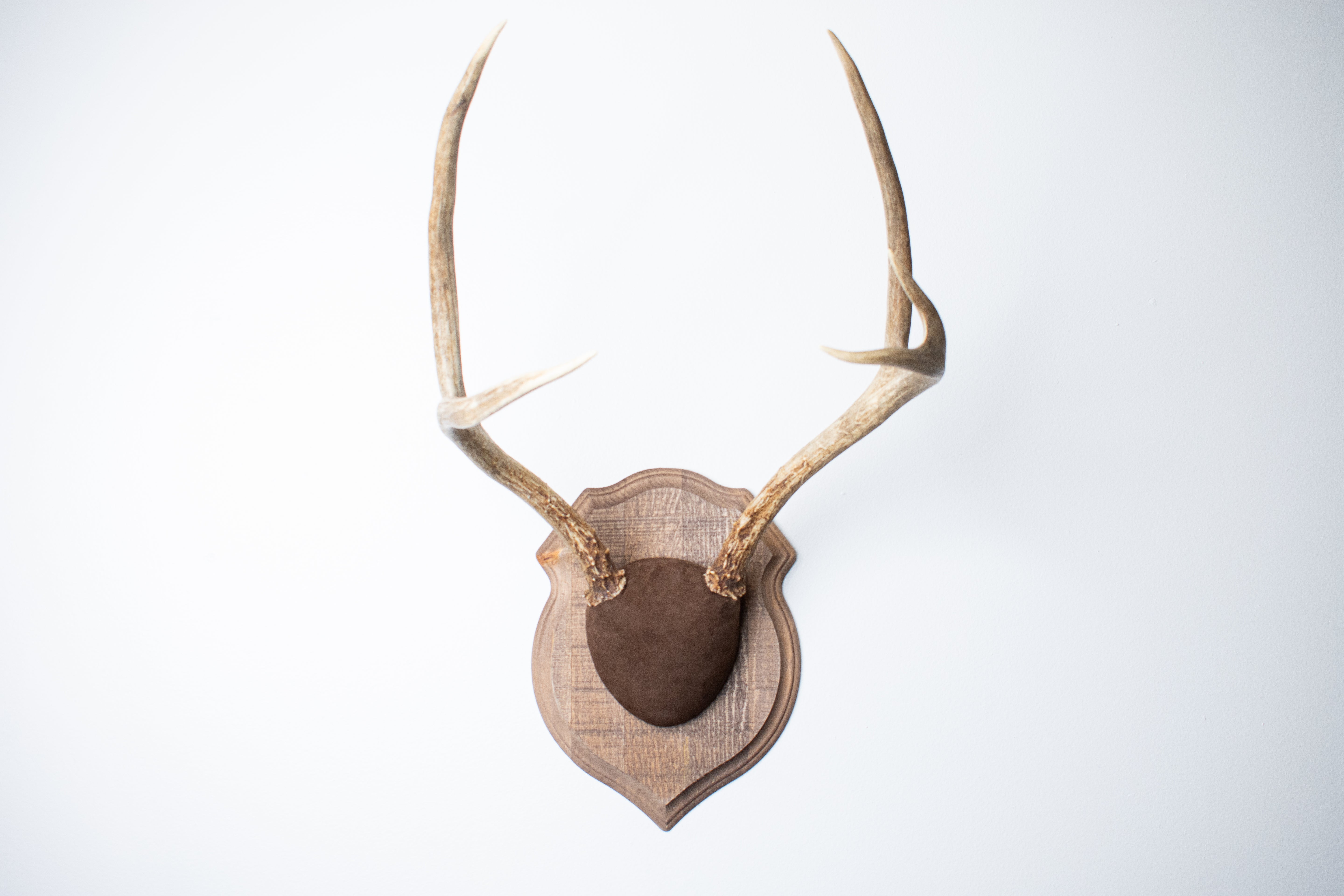 Mule Deer Antler Mount | Chocolate | 11