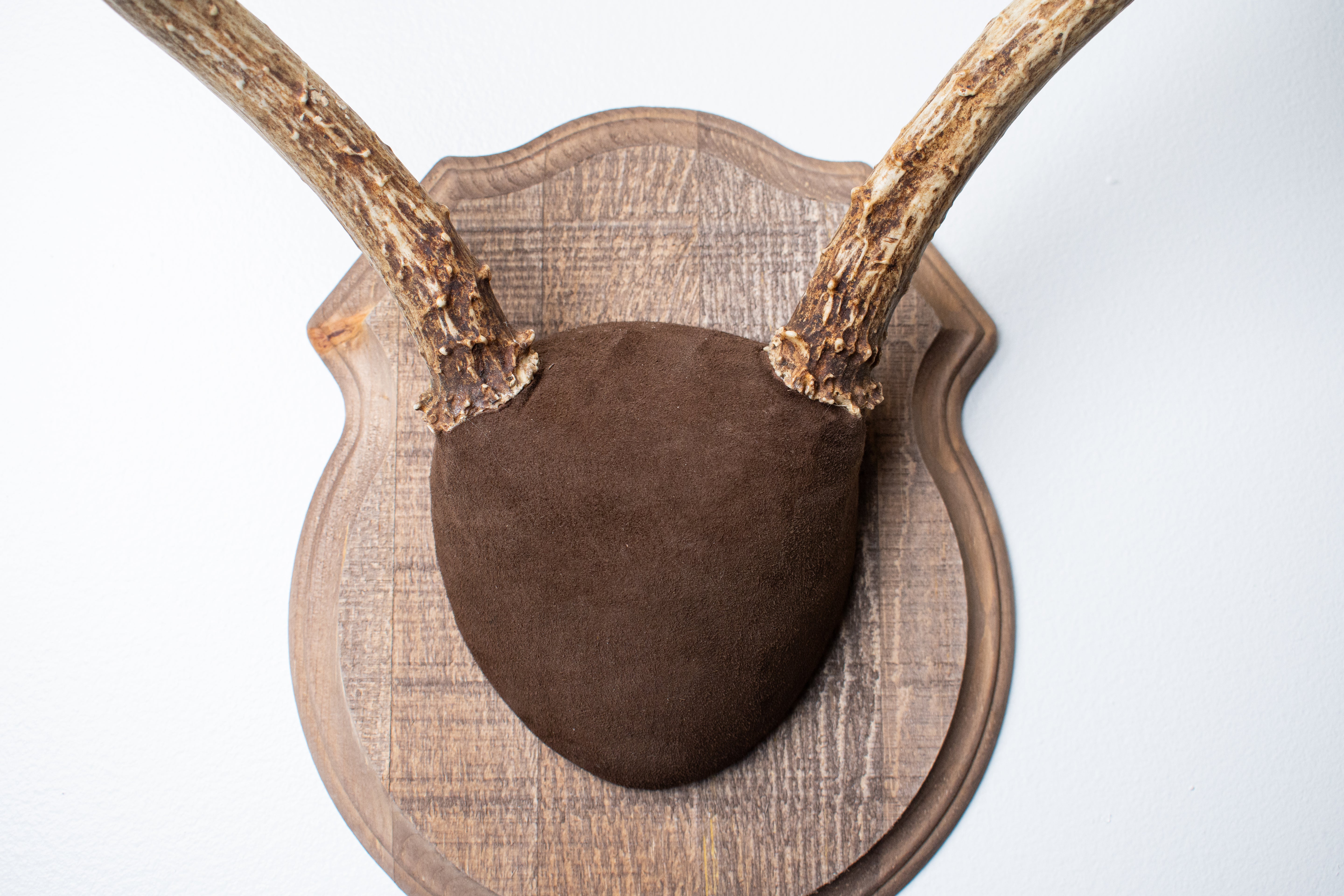 Mule Deer Antler Mount | Chocolate | 11