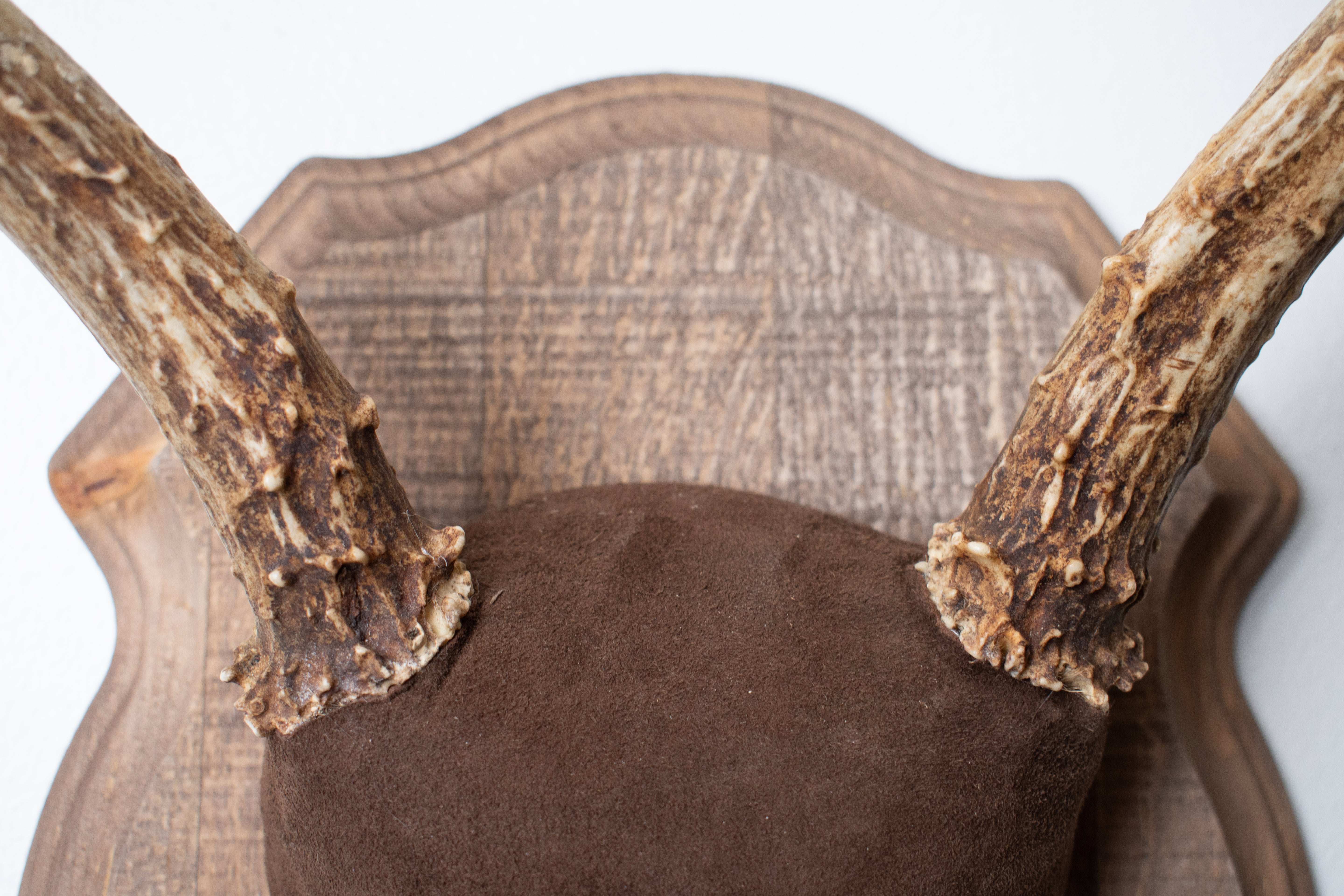 Mule Deer Antler Mount | Chocolate | 11