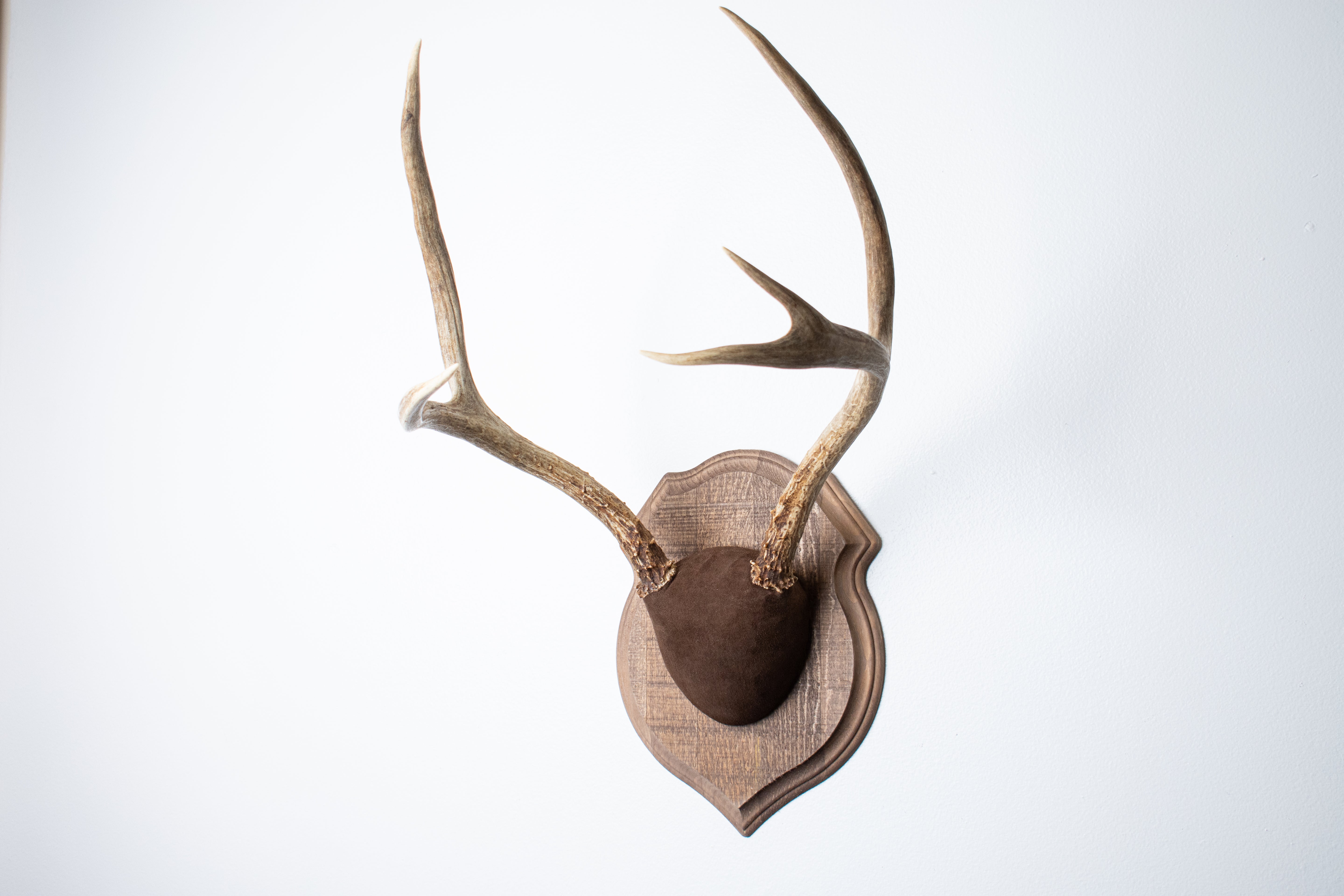 Mule Deer Antler Mount | Chocolate | 11