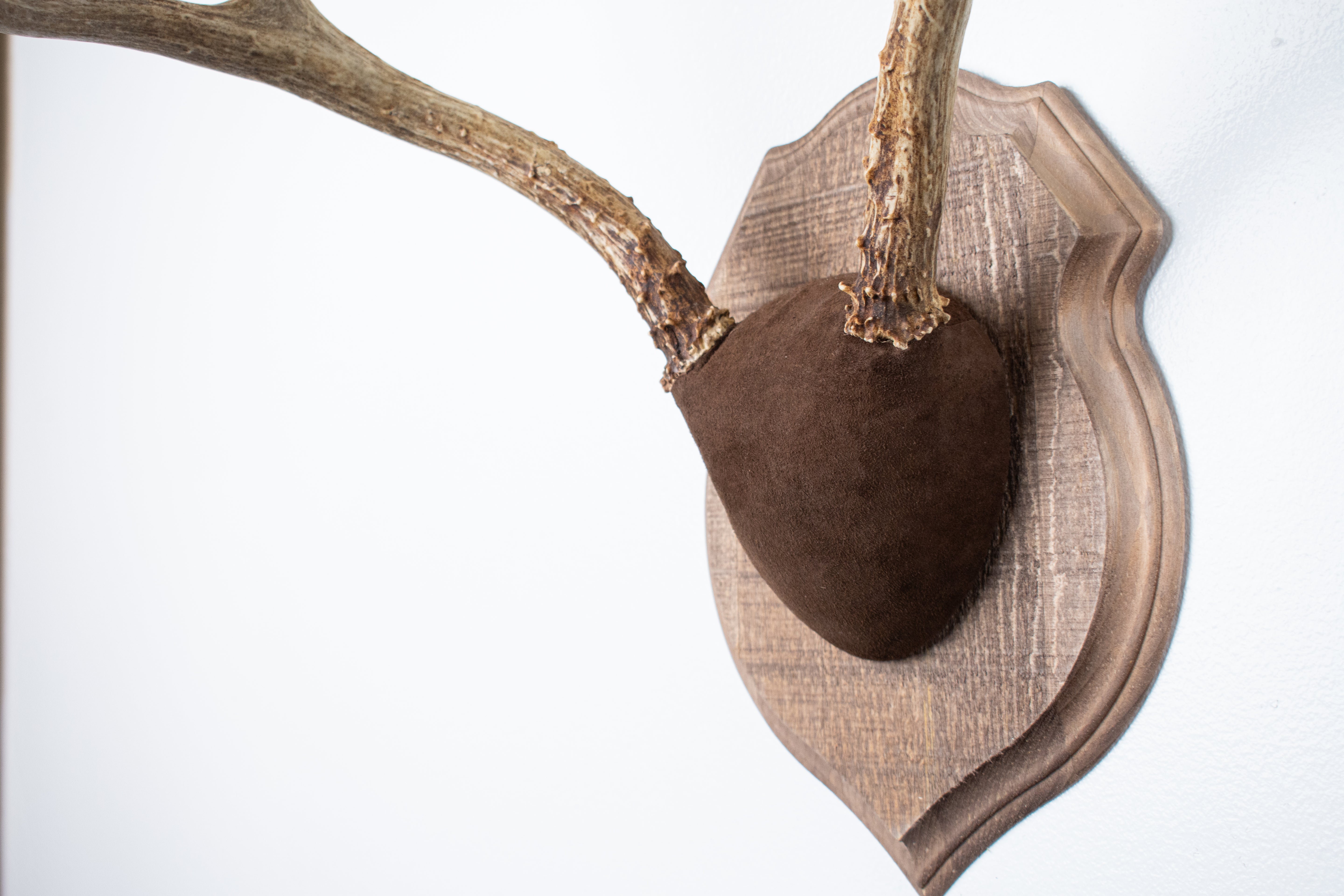 Mule Deer Antler Mount | Chocolate | 11