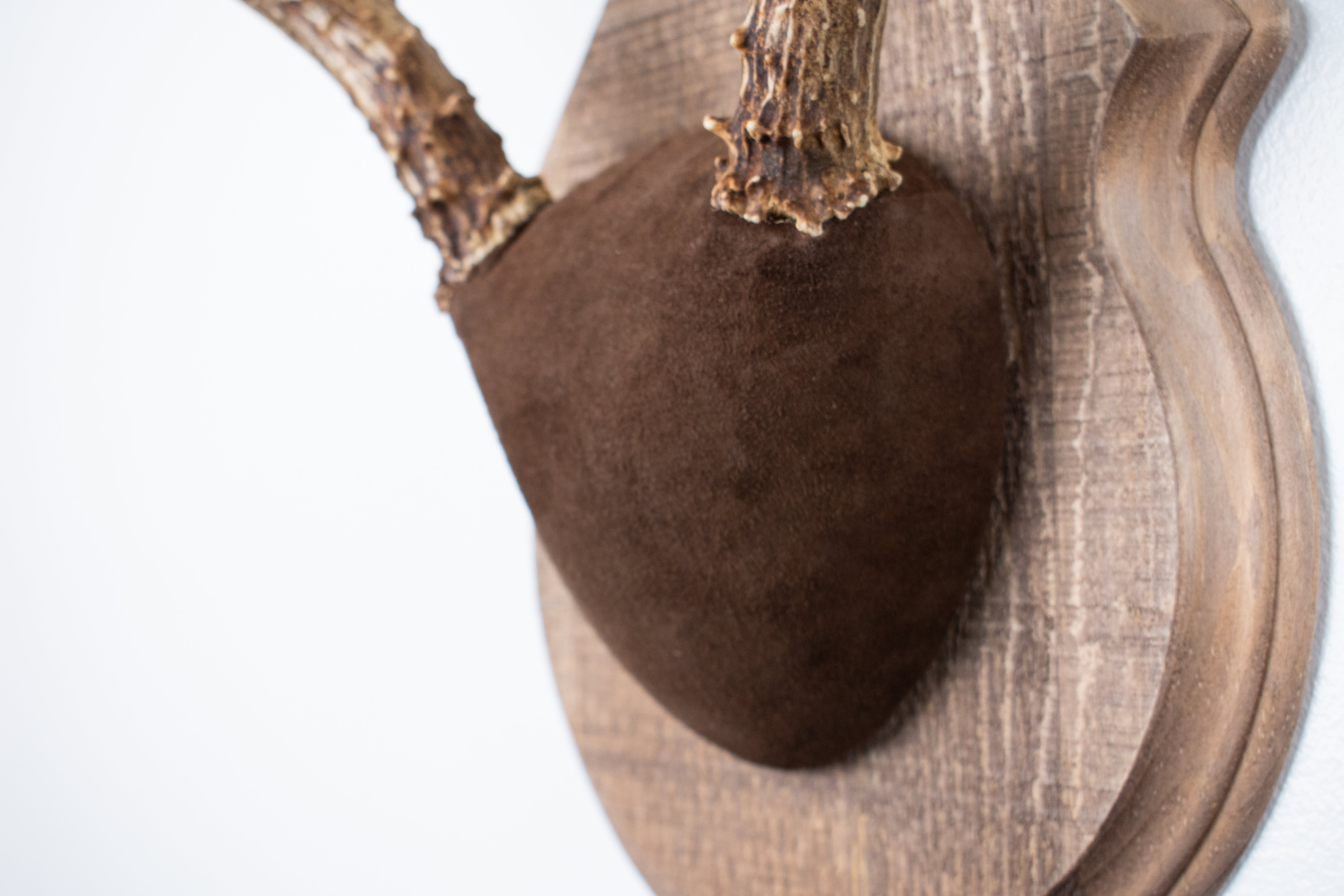 Mule Deer Antler Mount | Chocolate | 11