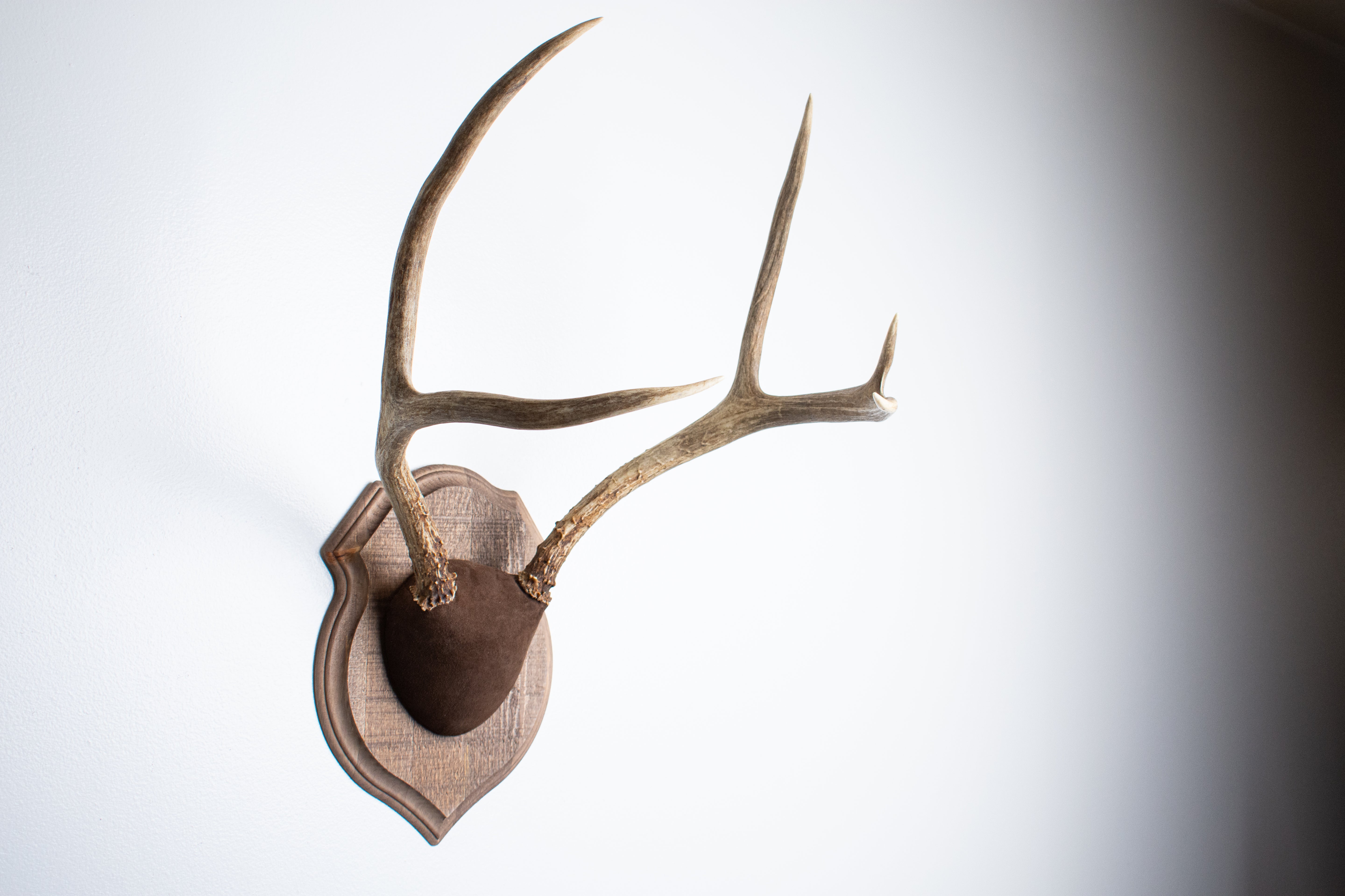 Mule Deer Antler Mount | Chocolate | 11
