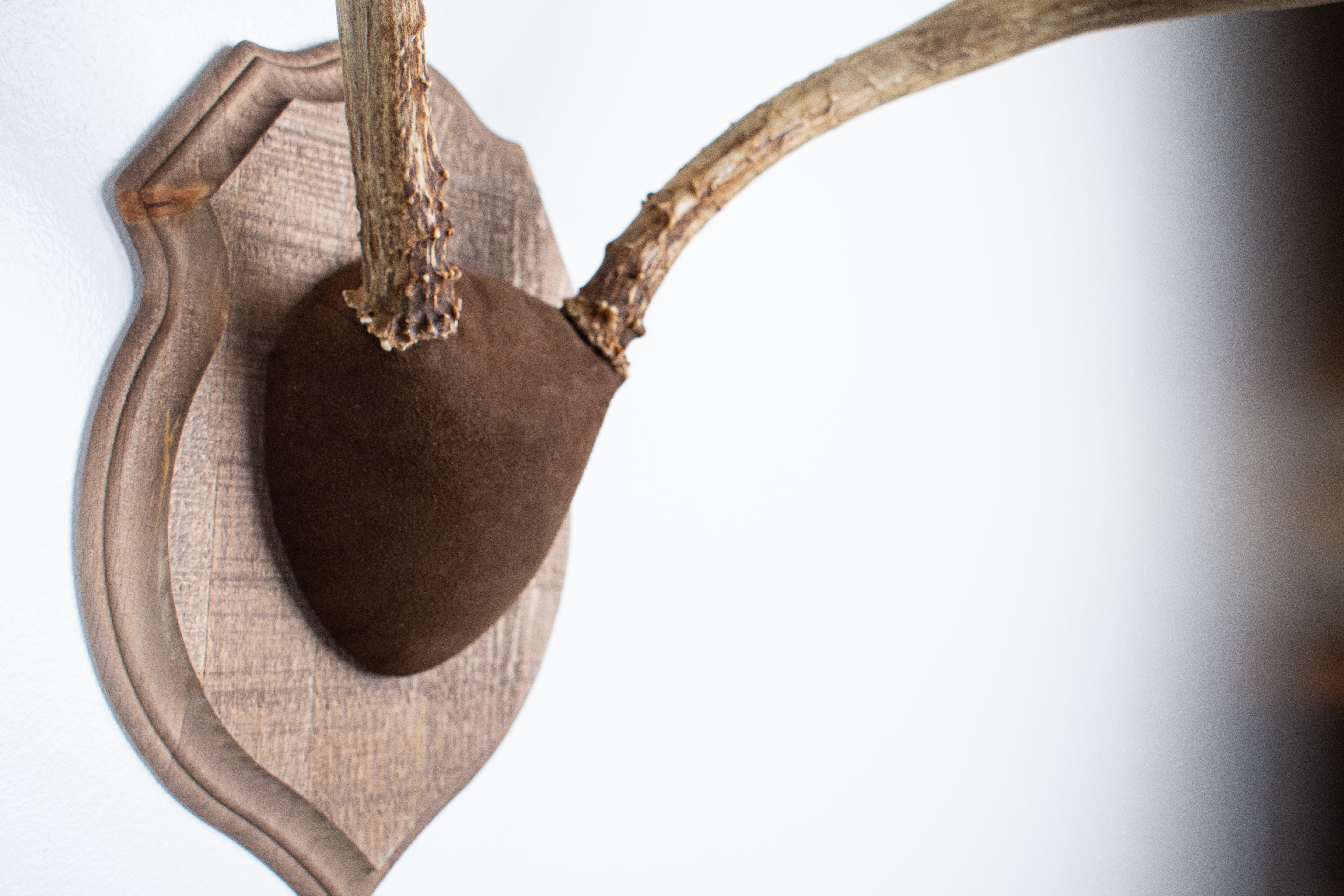 Mule Deer Antler Mount | Chocolate | 11