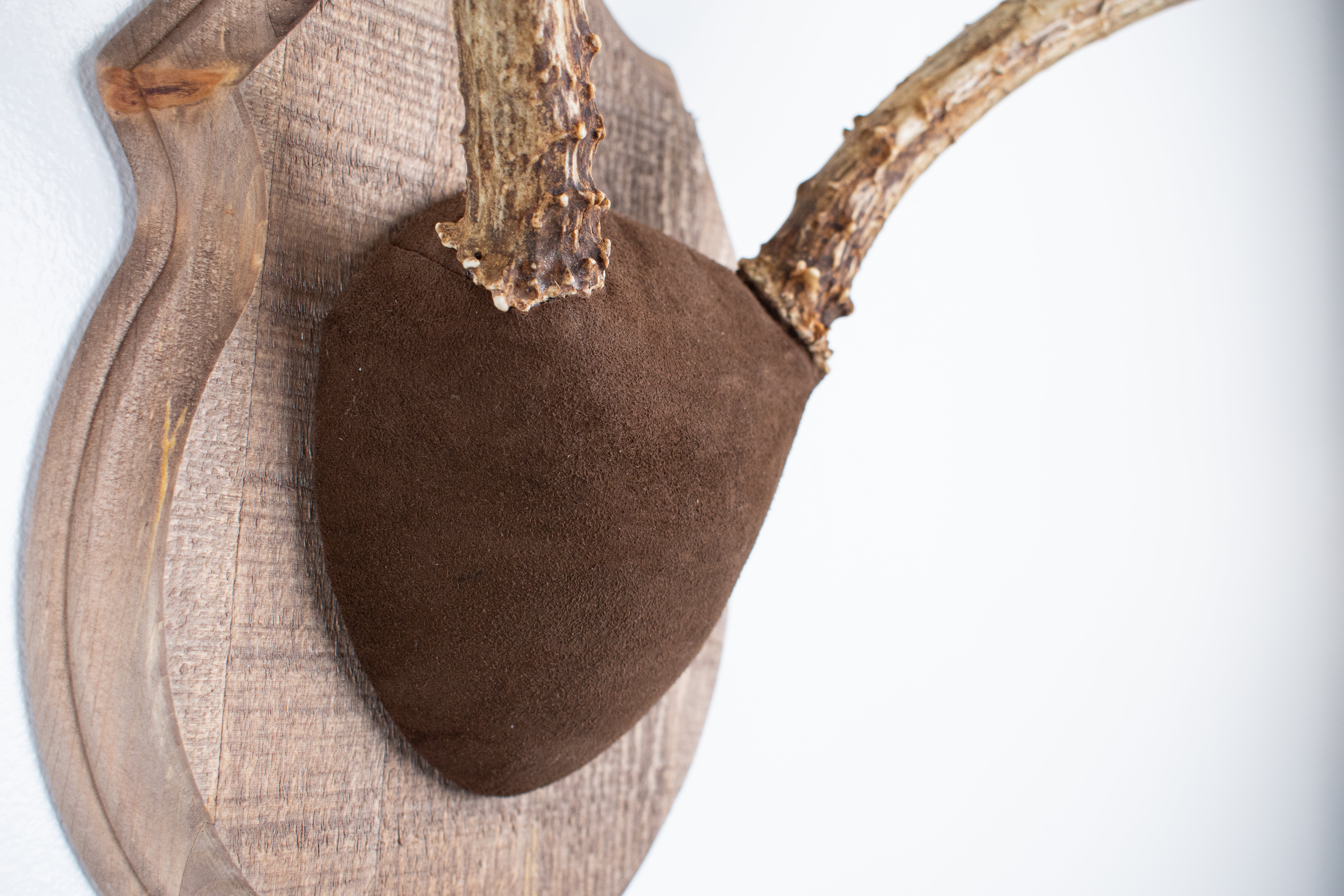 Mule Deer Antler Mount | Chocolate | 11