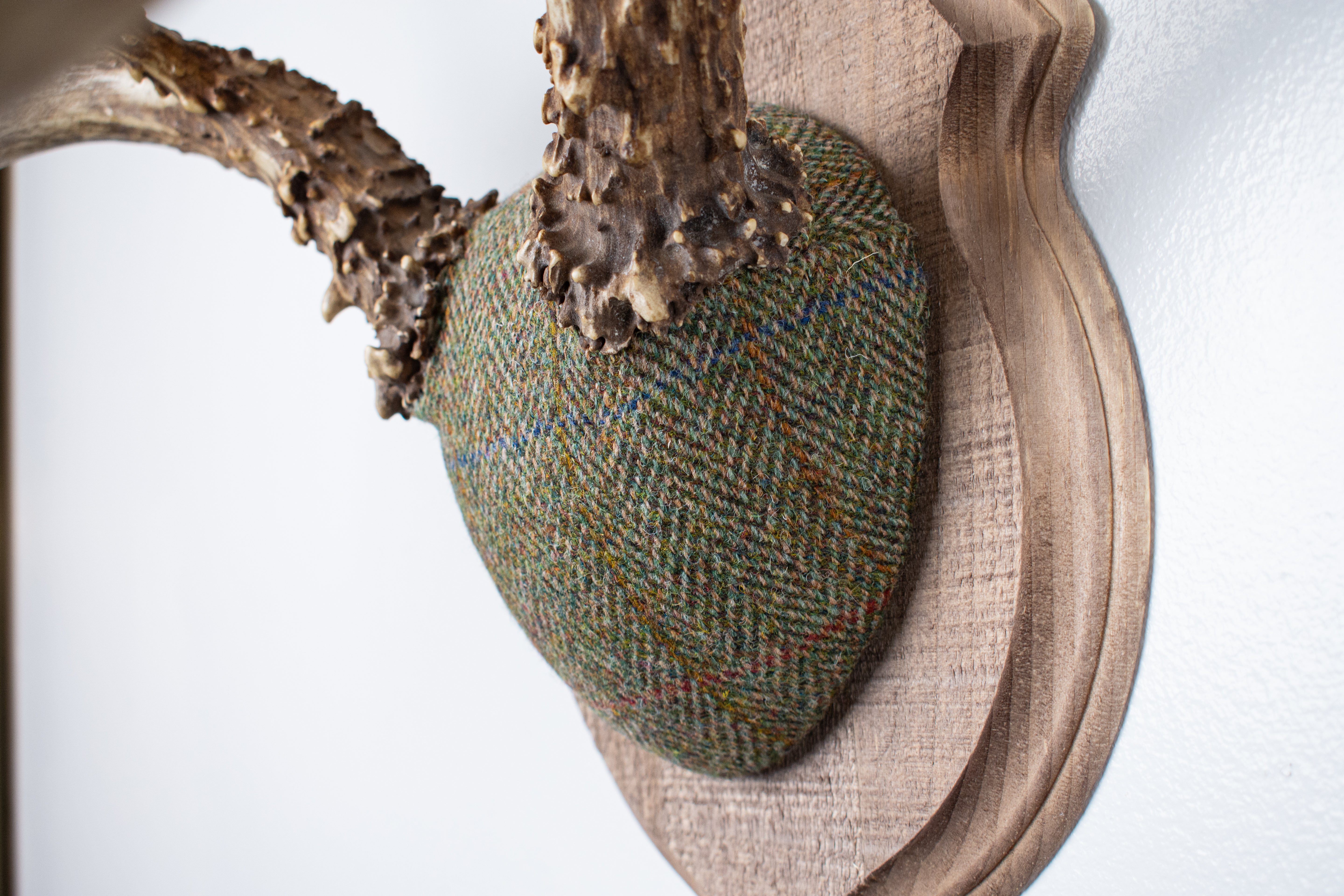 Mule Deer Antler Mount | Green Herringbone | 12