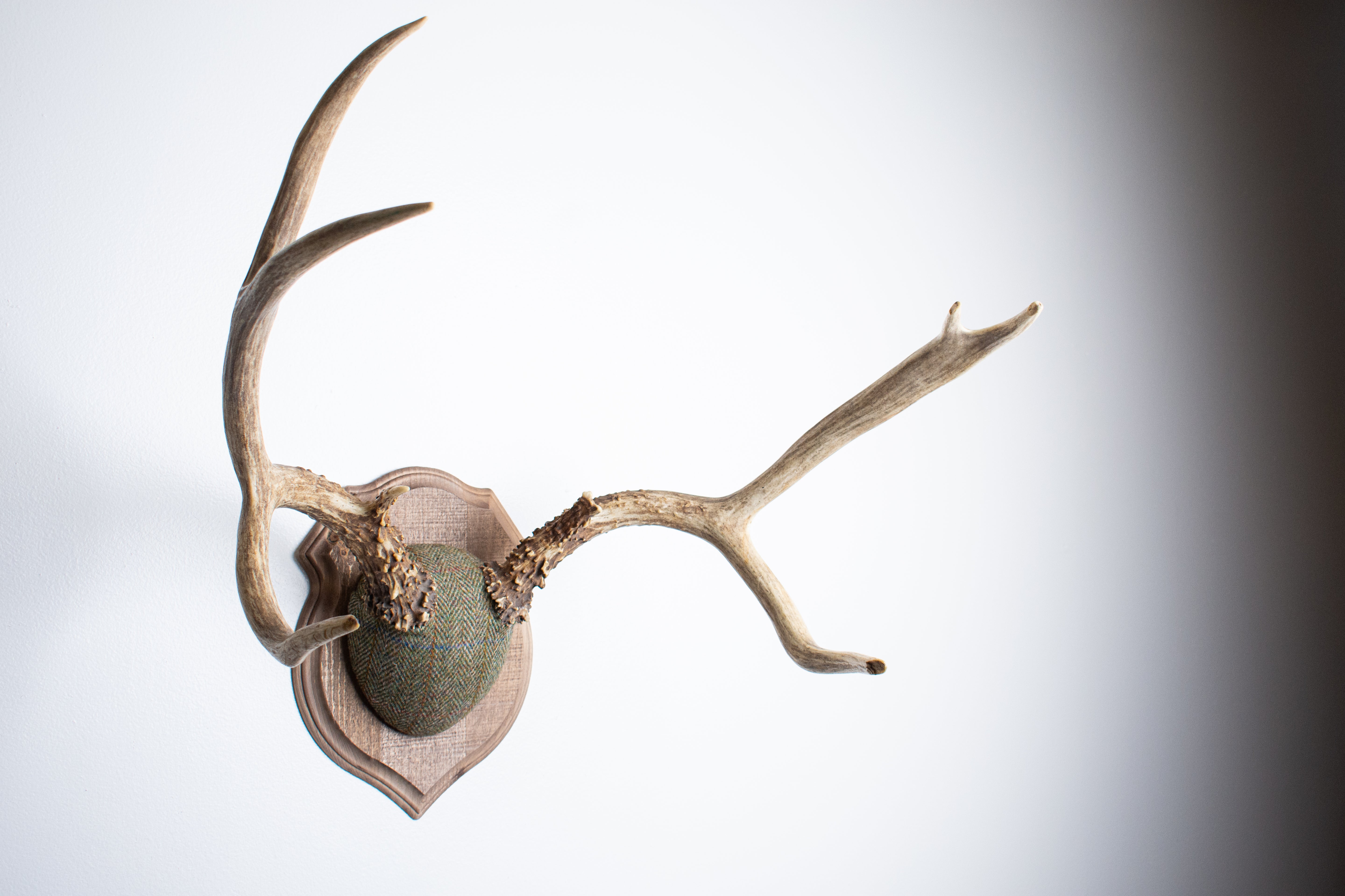 Mule Deer Antler Mount | Green Herringbone | 12