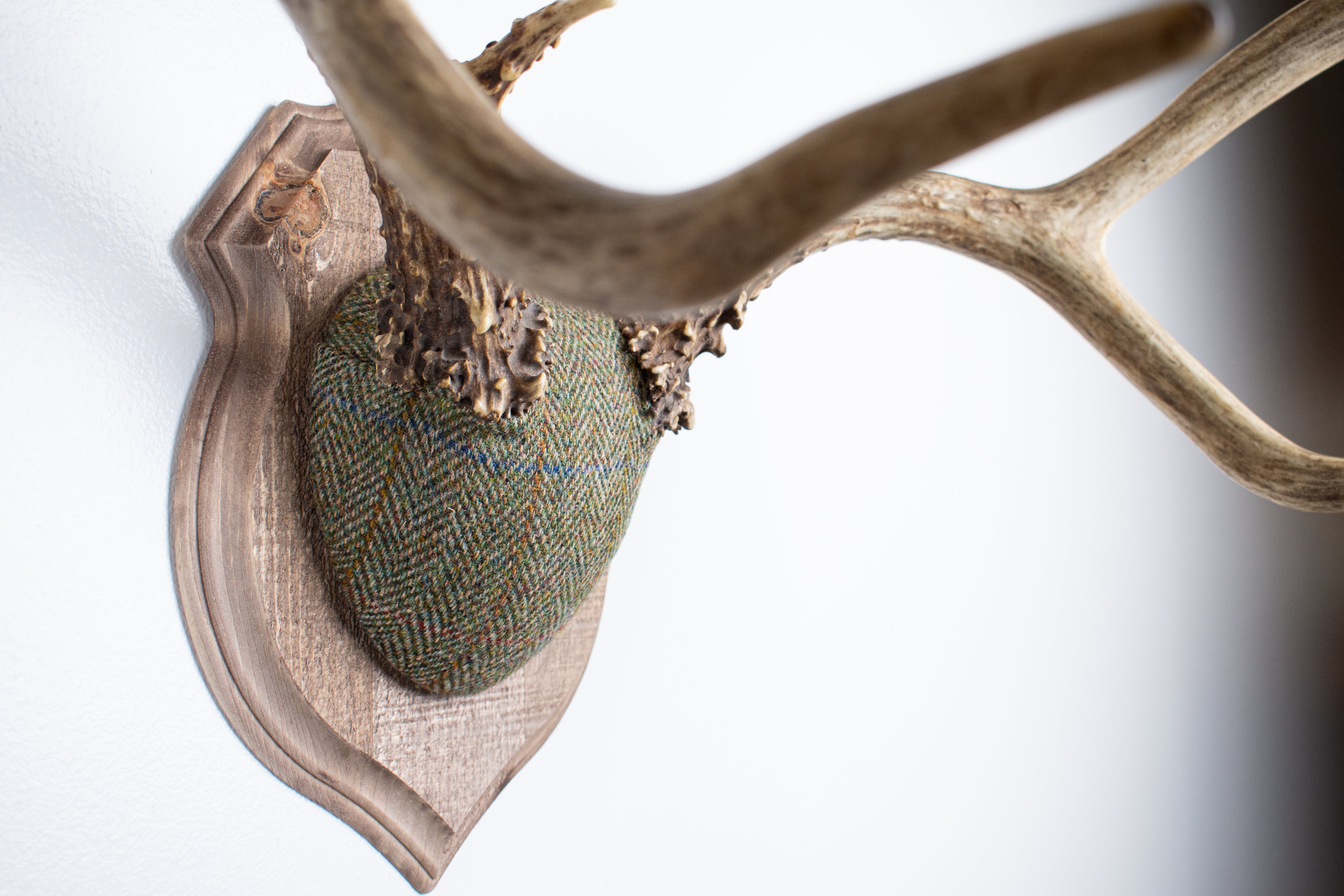 Mule Deer Antler Mount | Green Herringbone | 12