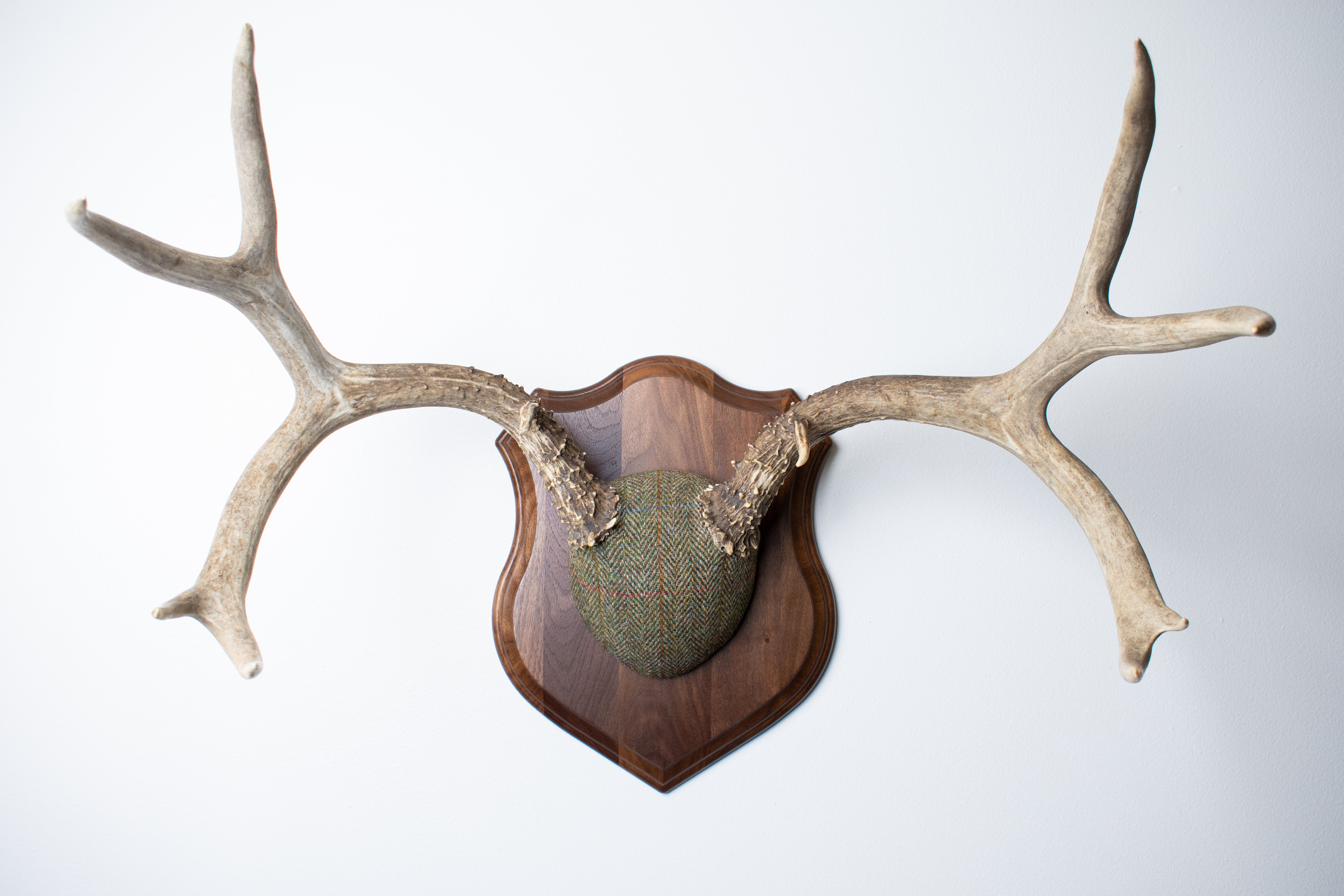 Mule Deer Antler Mount | Green Herringbone | 13