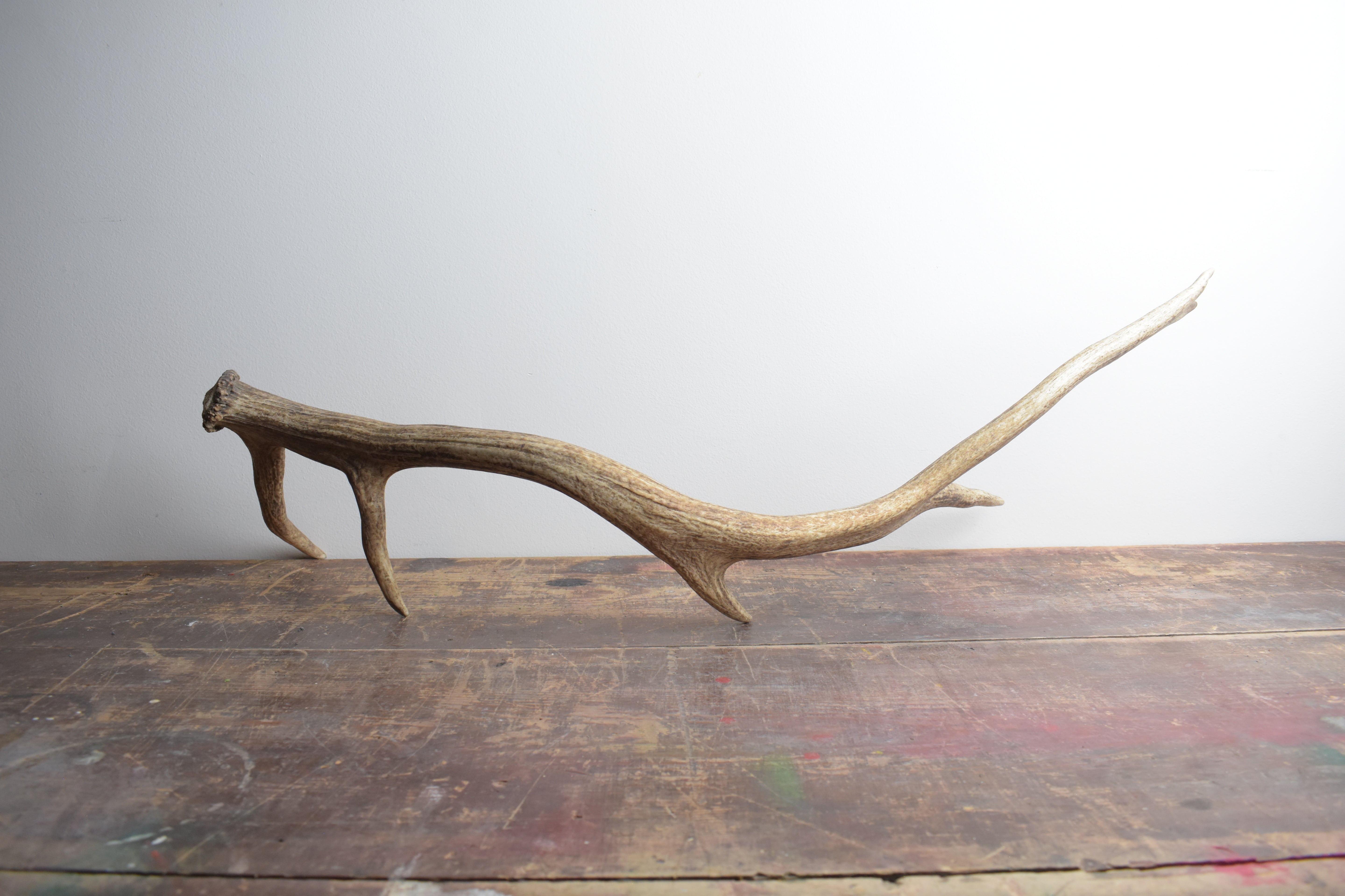 Elk Antler | Medium Size | 38