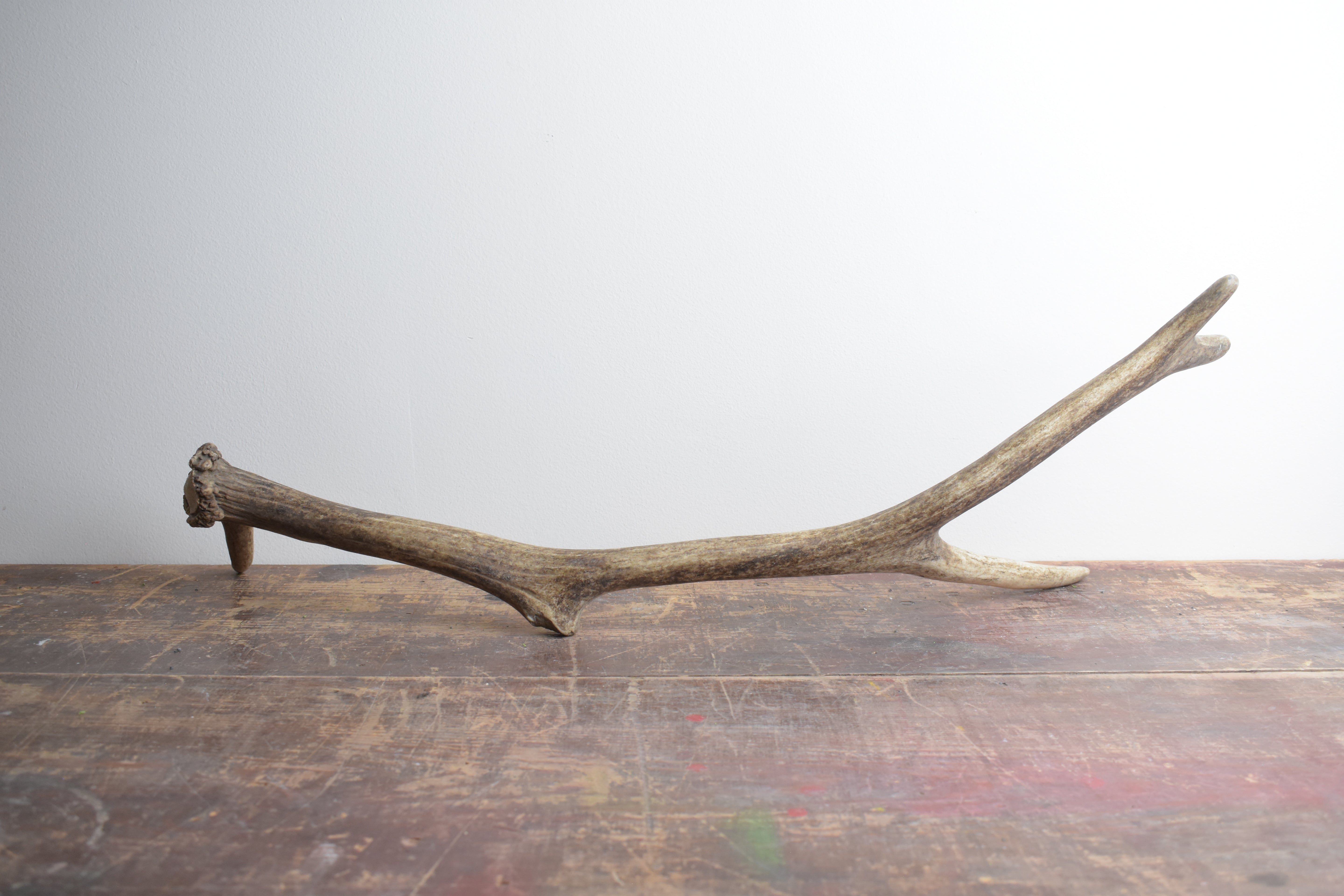 Elk Antler | Medium Size | 40
