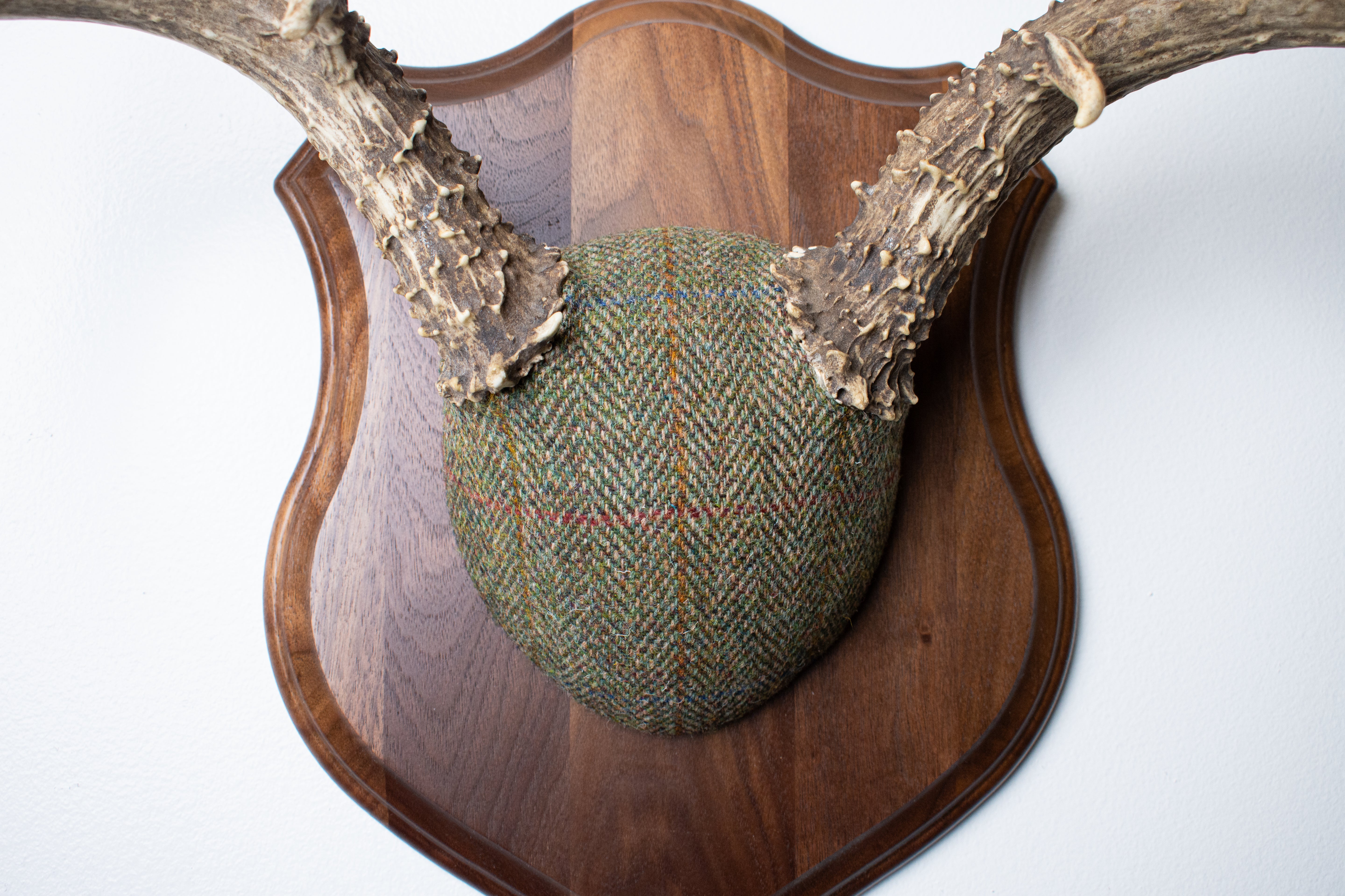 Mule Deer Antler Mount | Green Herringbone | 13