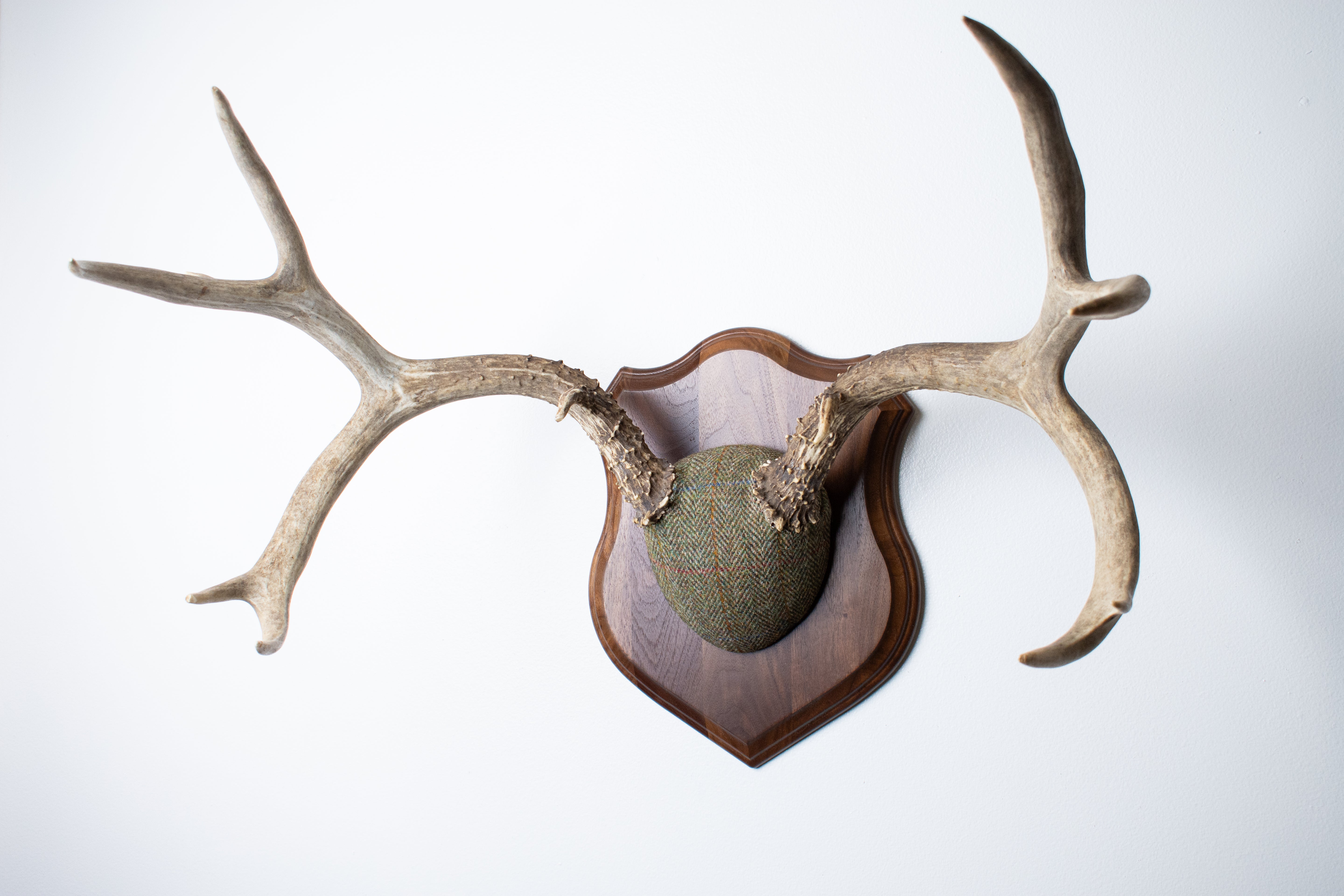 Mule Deer Antler Mount | Green Herringbone | 13