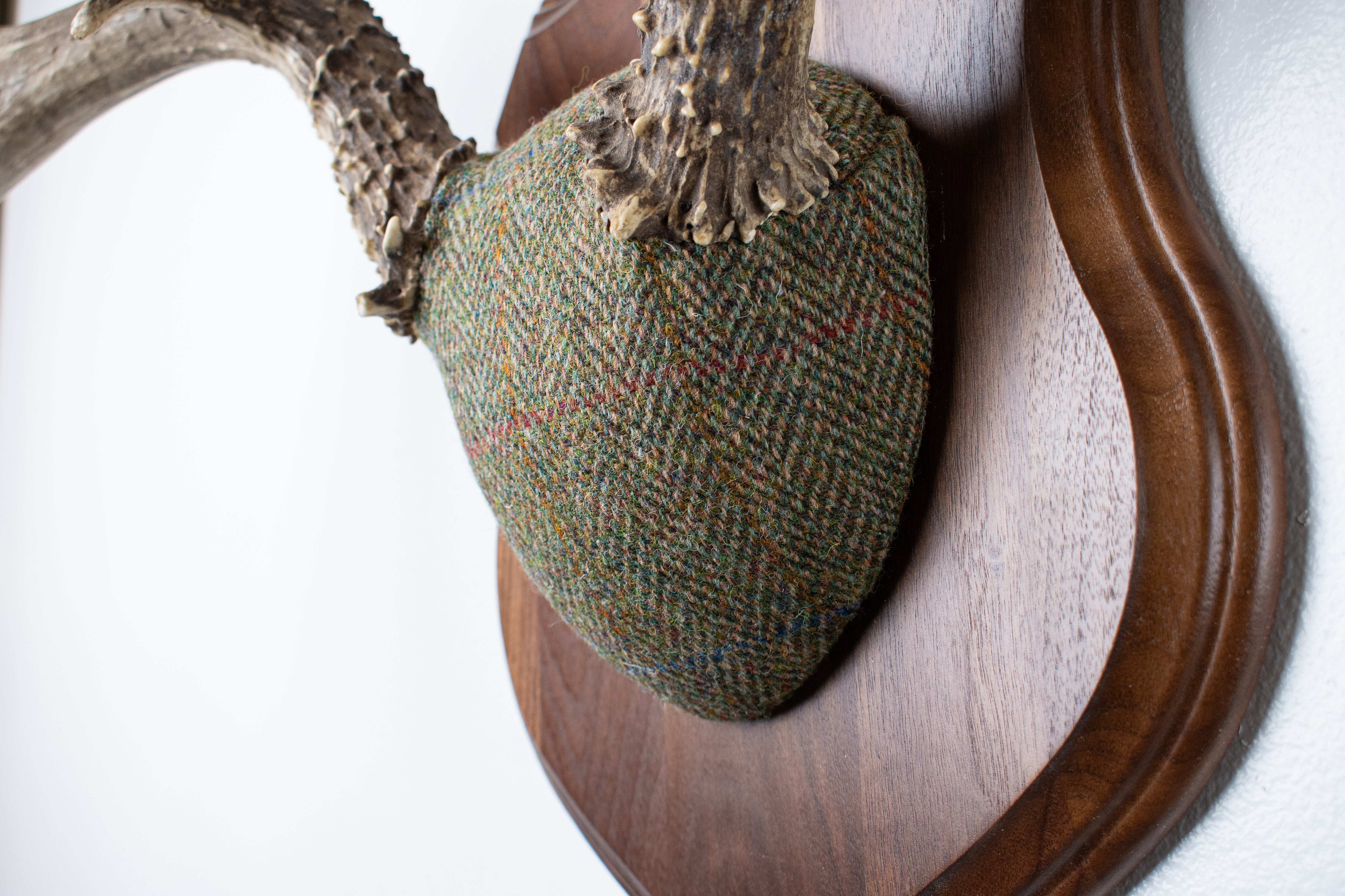 Mule Deer Antler Mount | Green Herringbone | 13