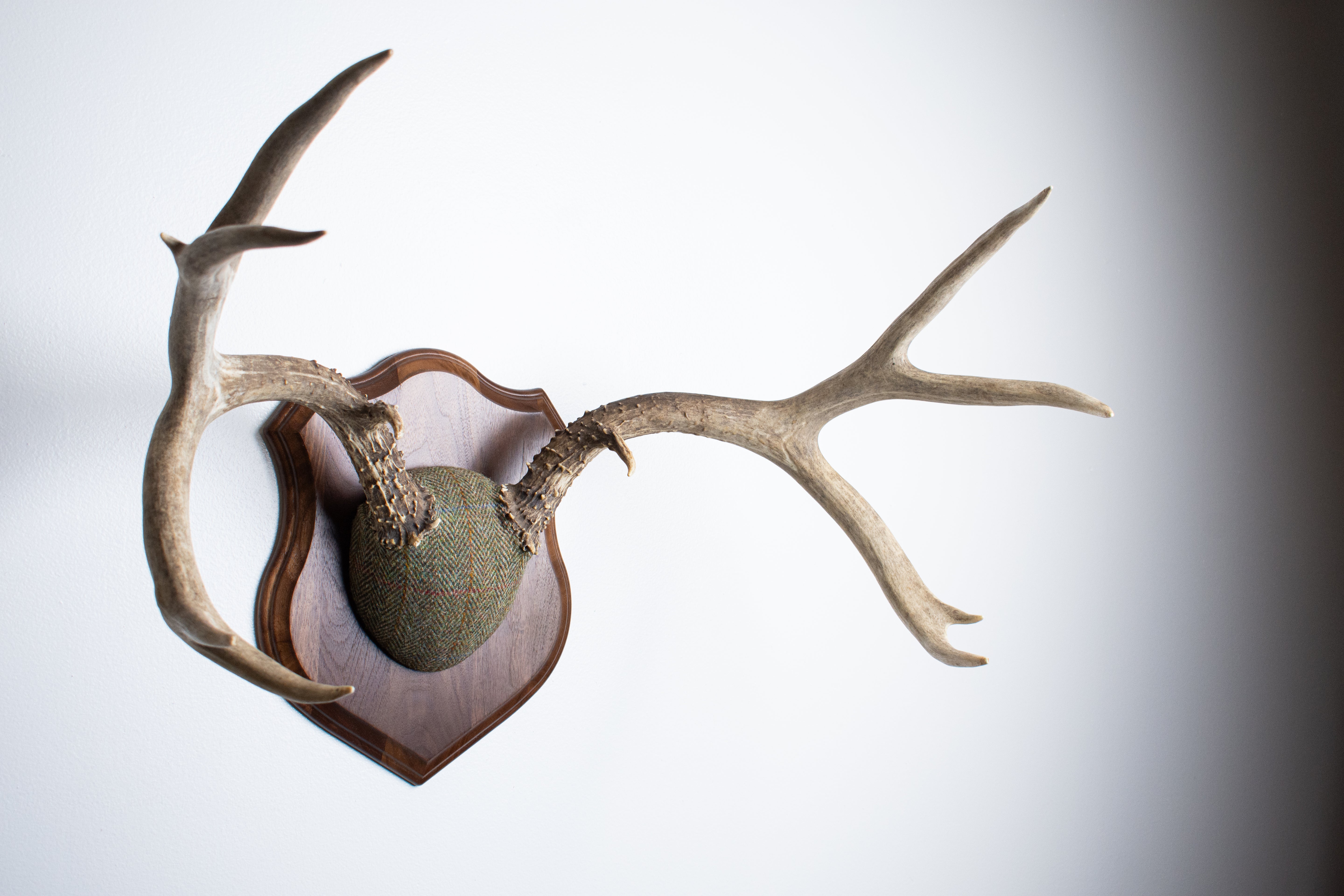 Mule Deer Antler Mount | Green Herringbone | 13
