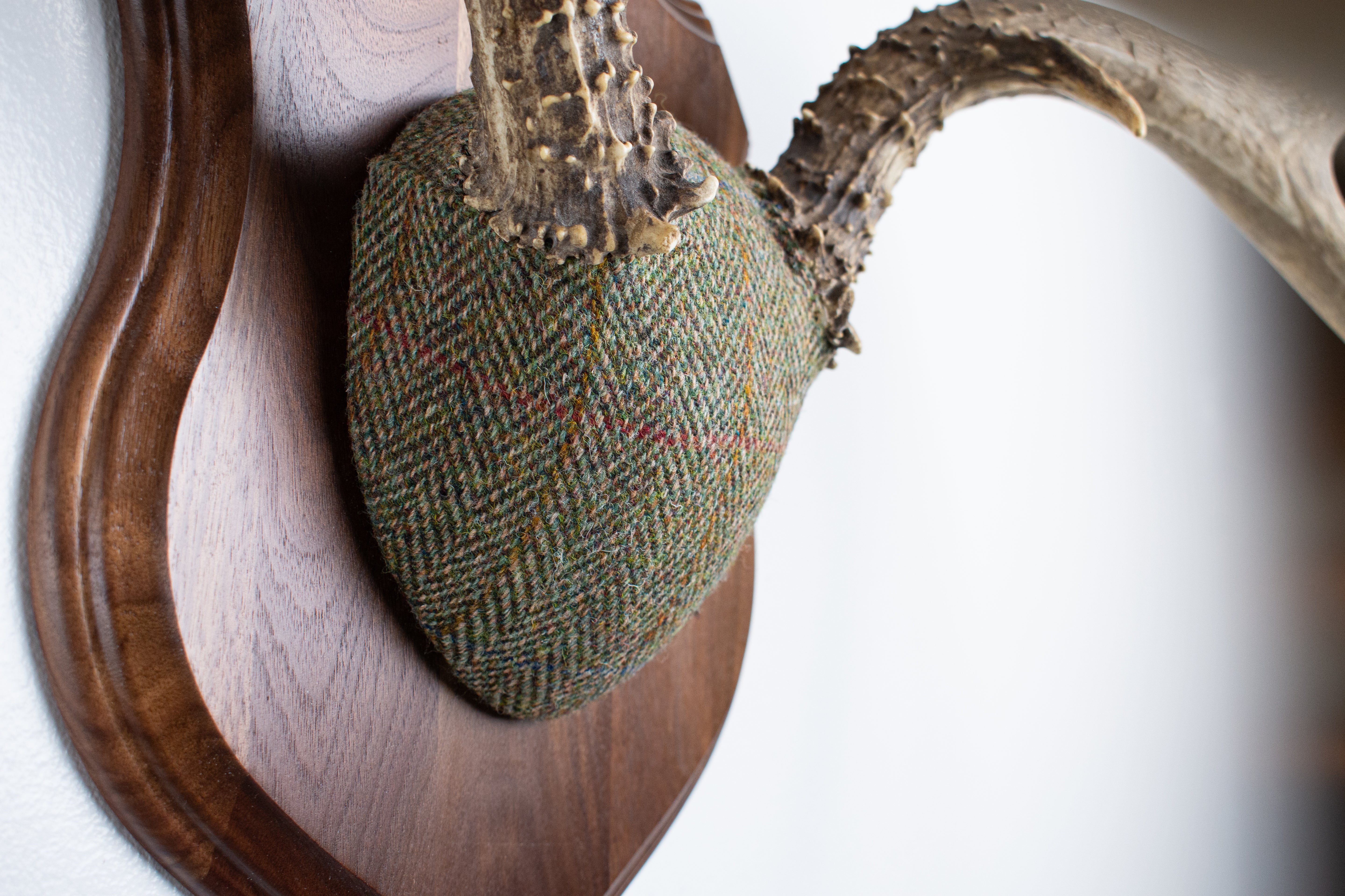 Mule Deer Antler Mount | Green Herringbone | 13