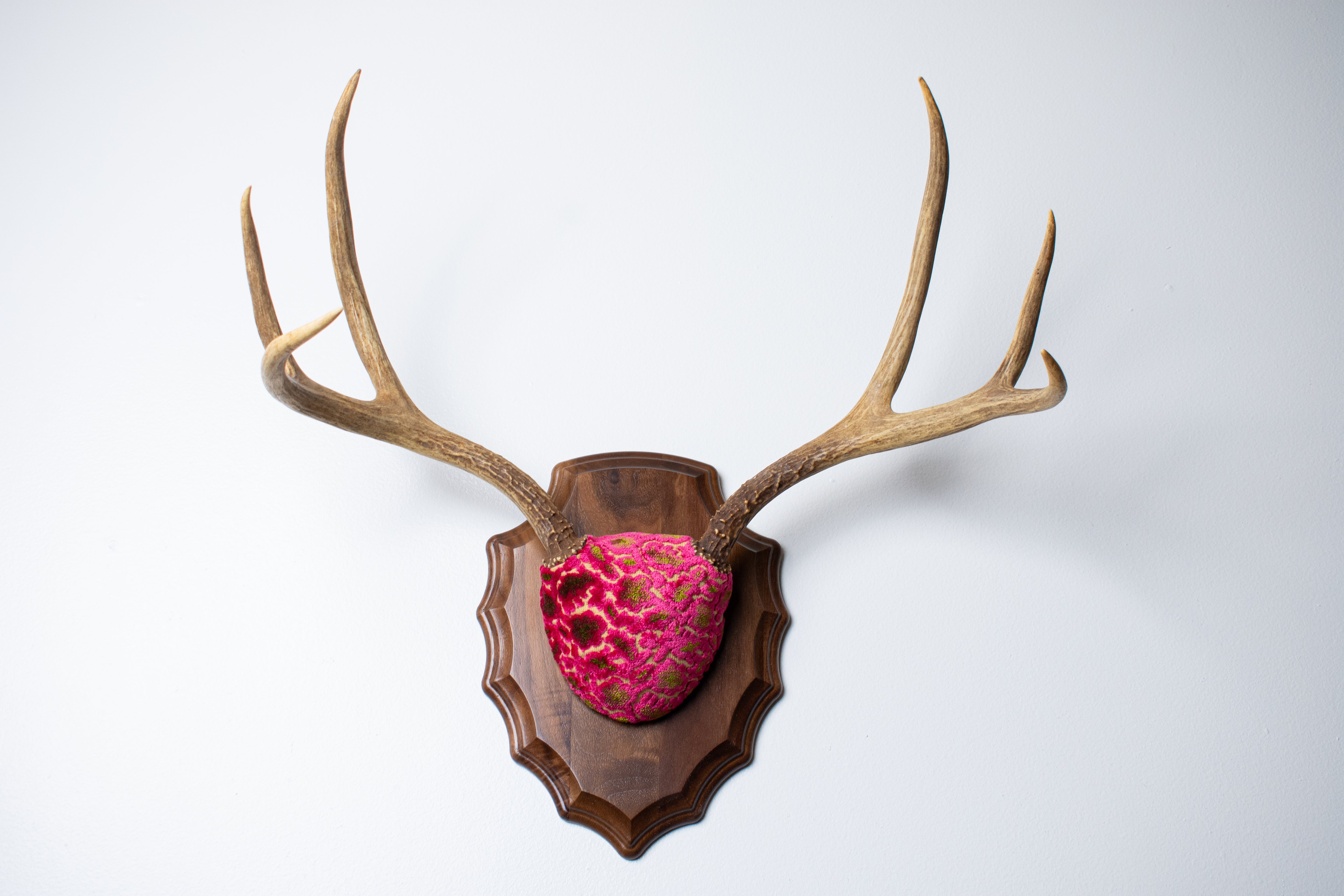 Mule Deer Antler Mount | Magenta & Olive | 05 | SOLD OUT