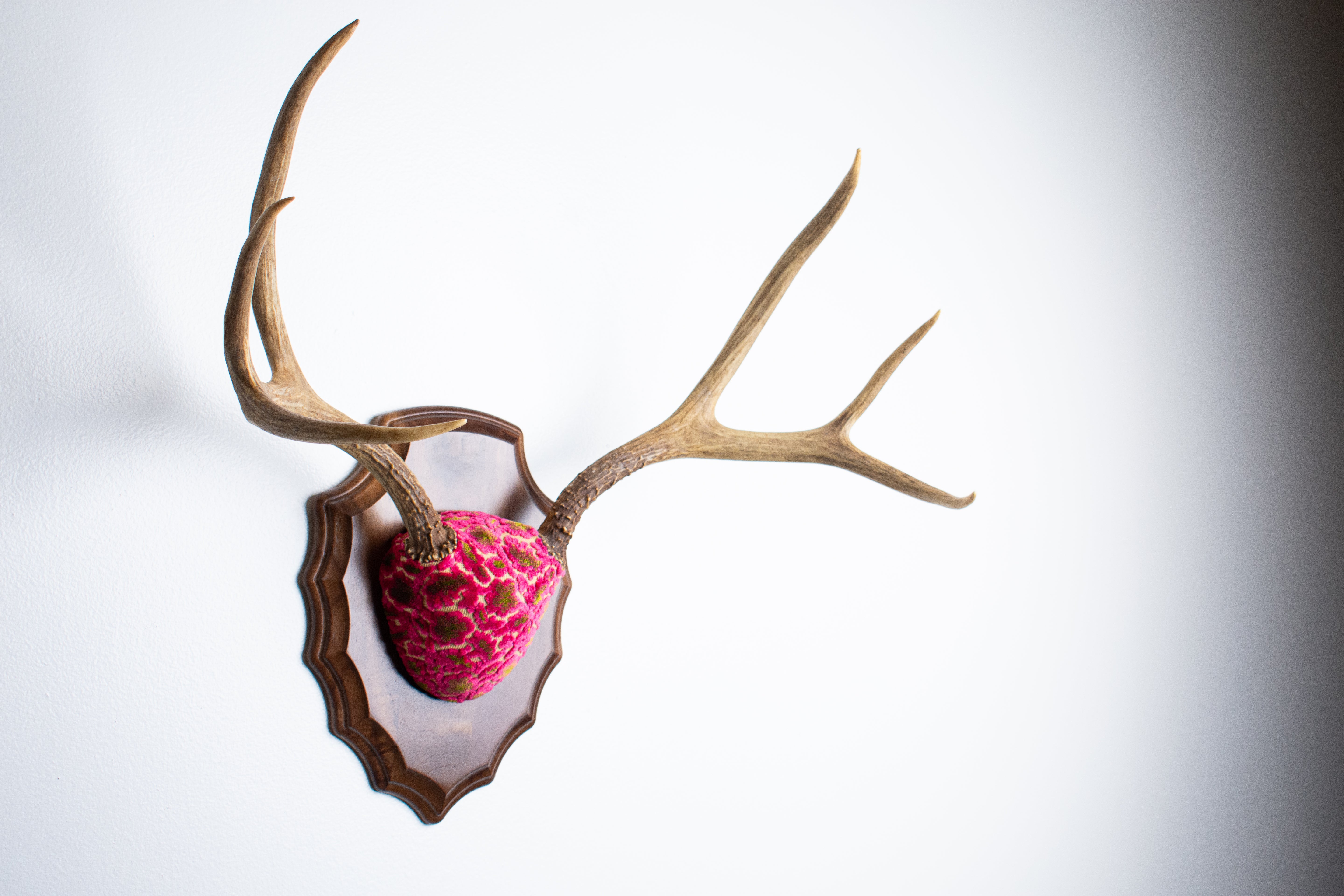 Mule Deer Antler Mount | Magenta & Olive | 05 | SOLD OUT