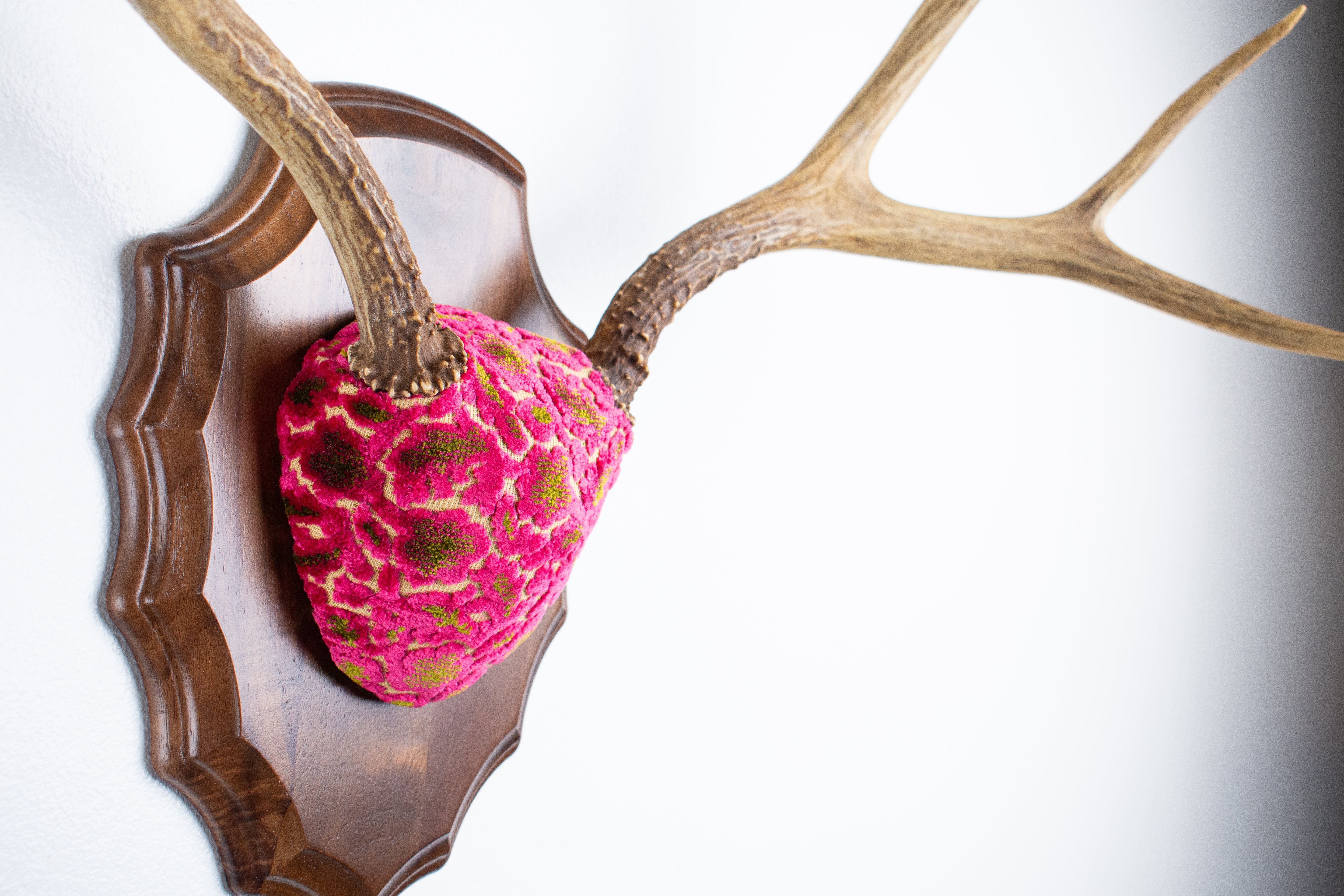Mule Deer Antler Mount | Magenta & Olive | 05 | SOLD OUT