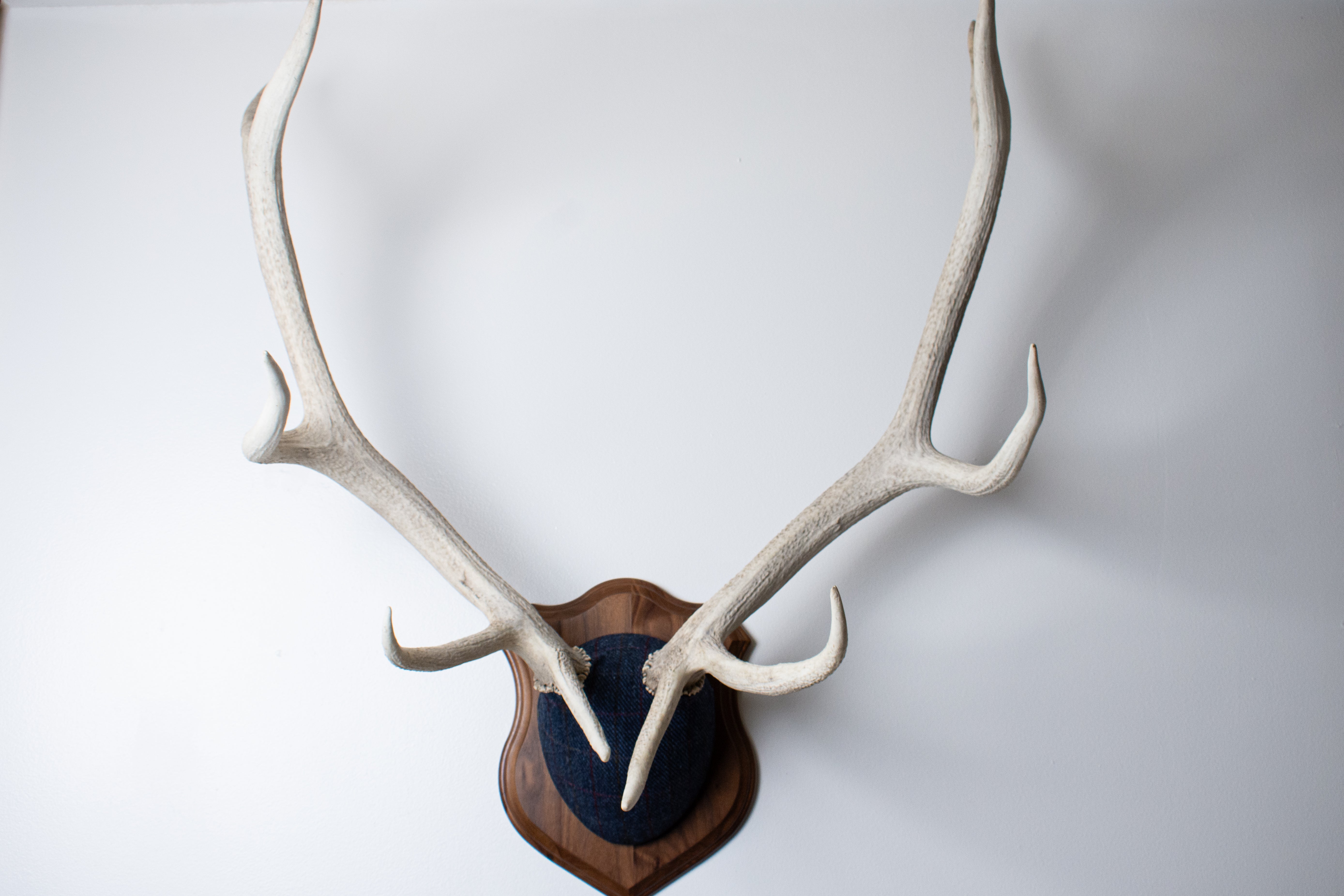 Elk Antler Mount | Blue with Red Overcheck | 15