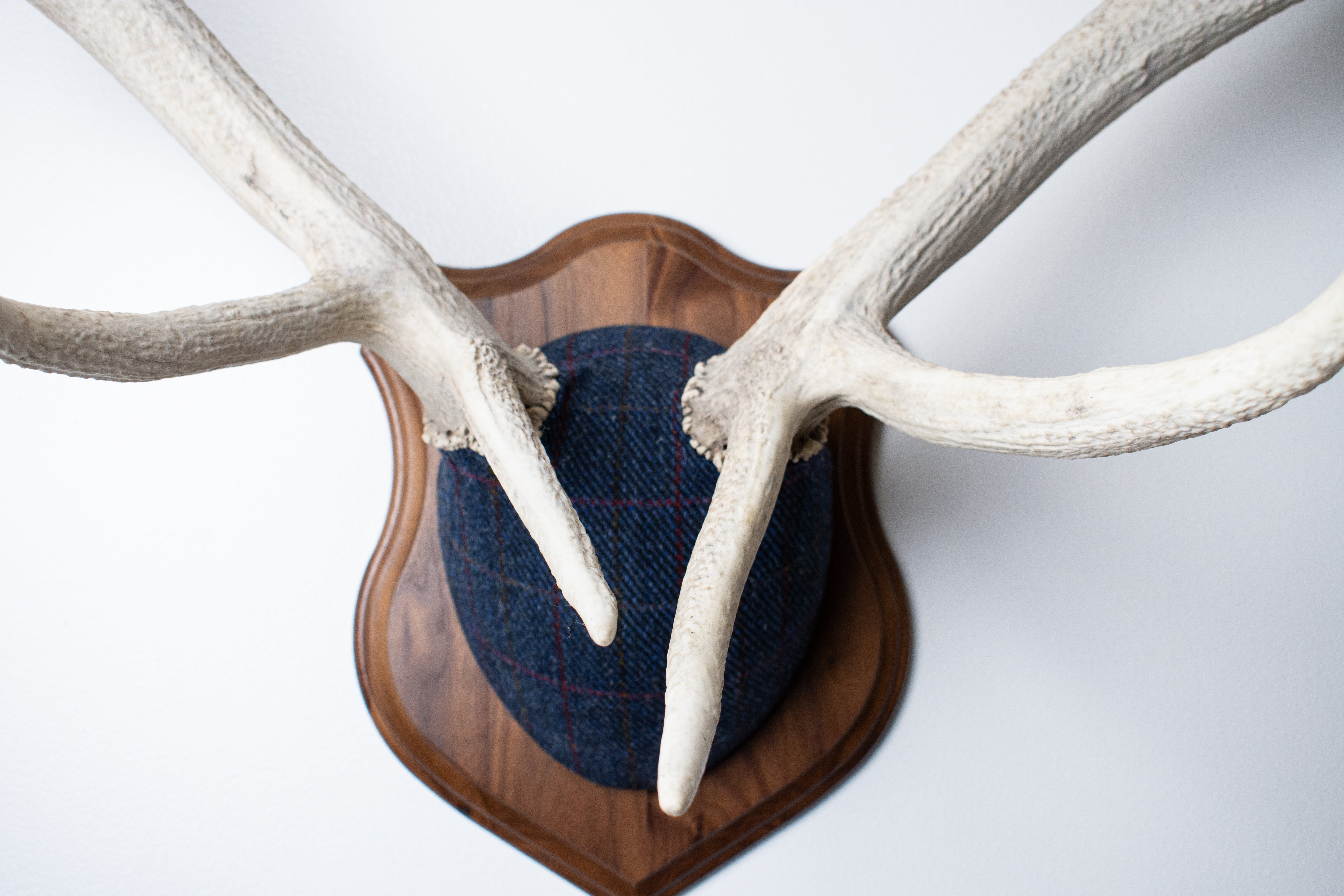 Elk Antler Mount | Blue with Red Overcheck | 15