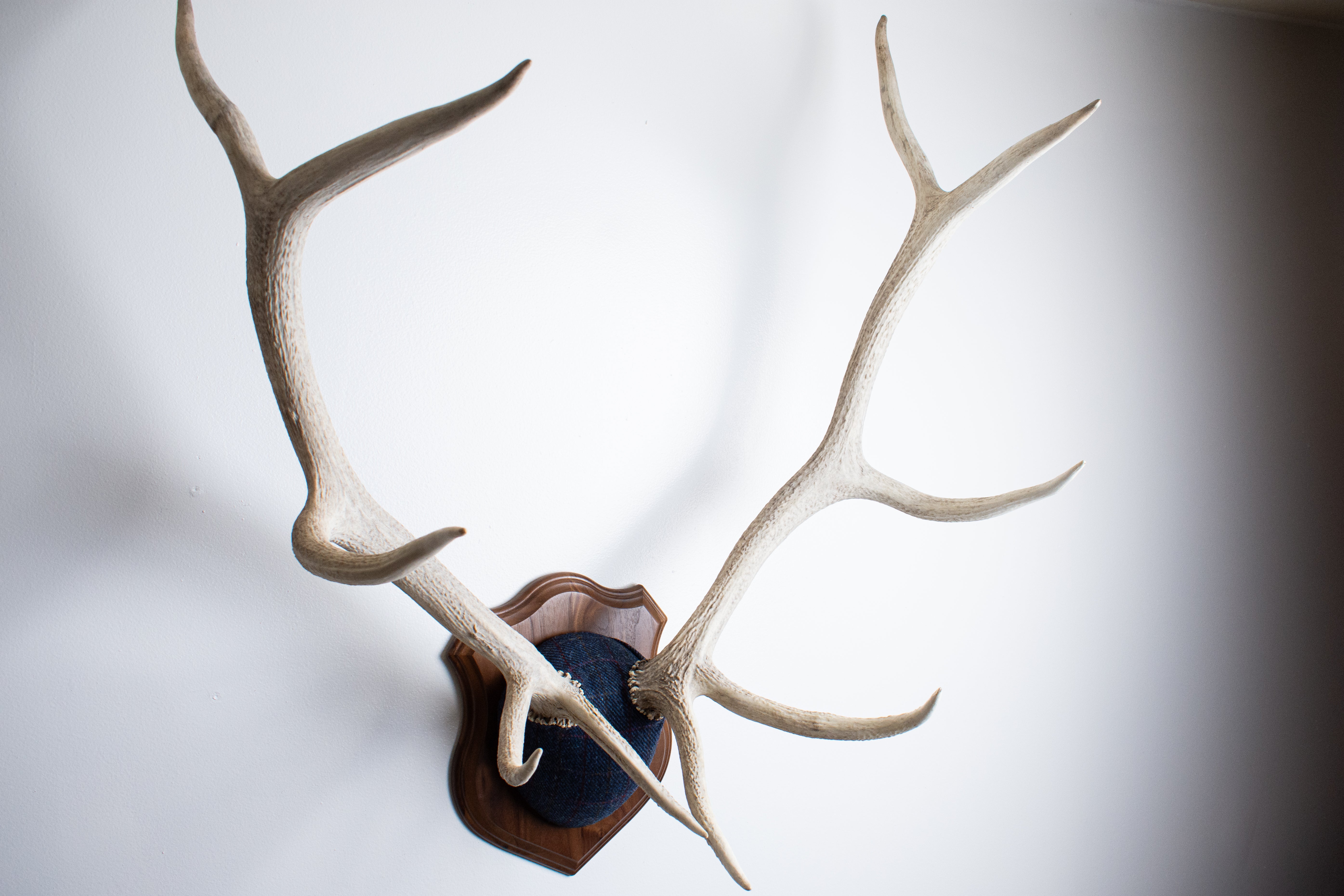 Elk Antler Mount | Blue with Red Overcheck | 15