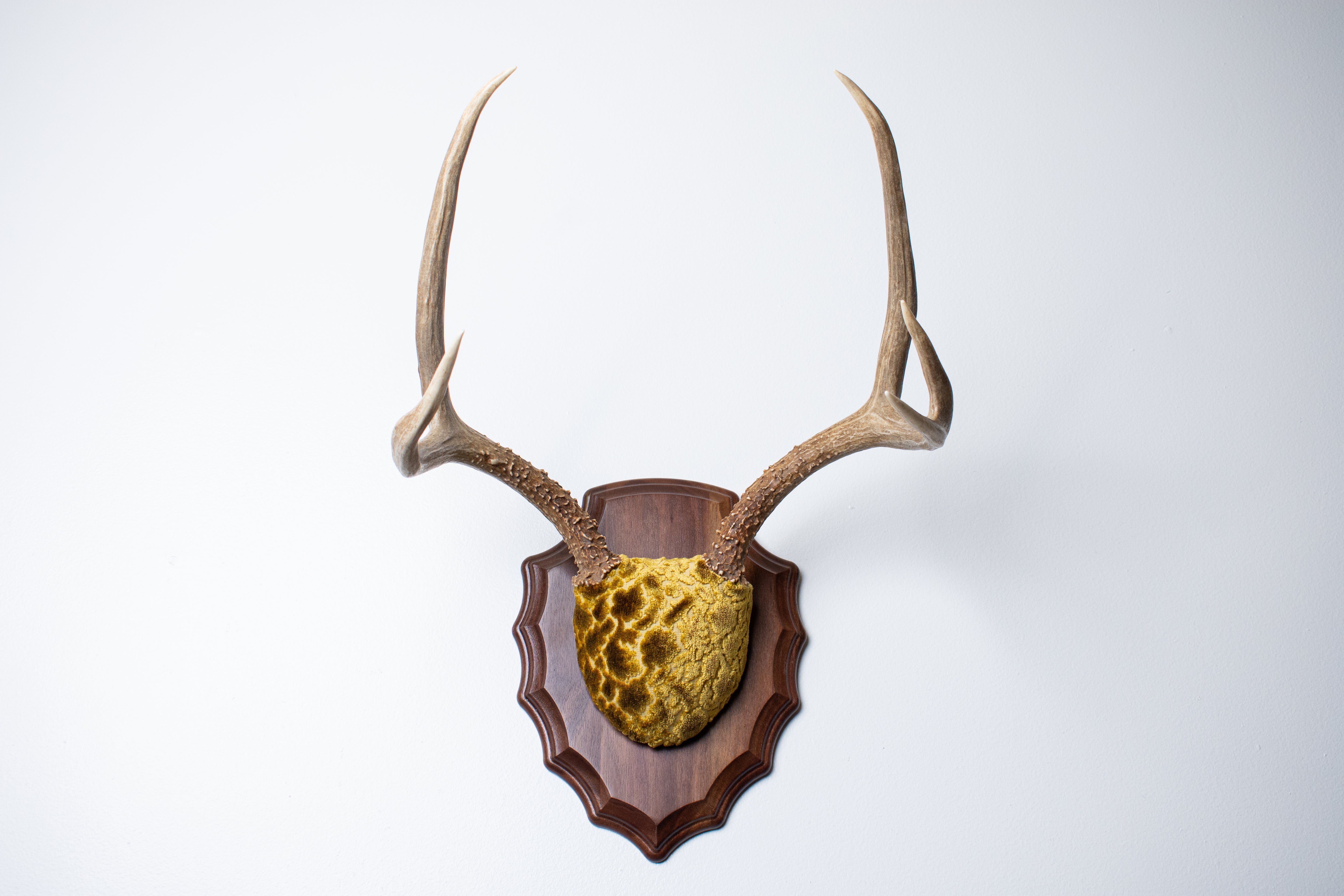 Mule Deer Antler Mount | Antique Gold & Umber | 06 | SOLD OUT