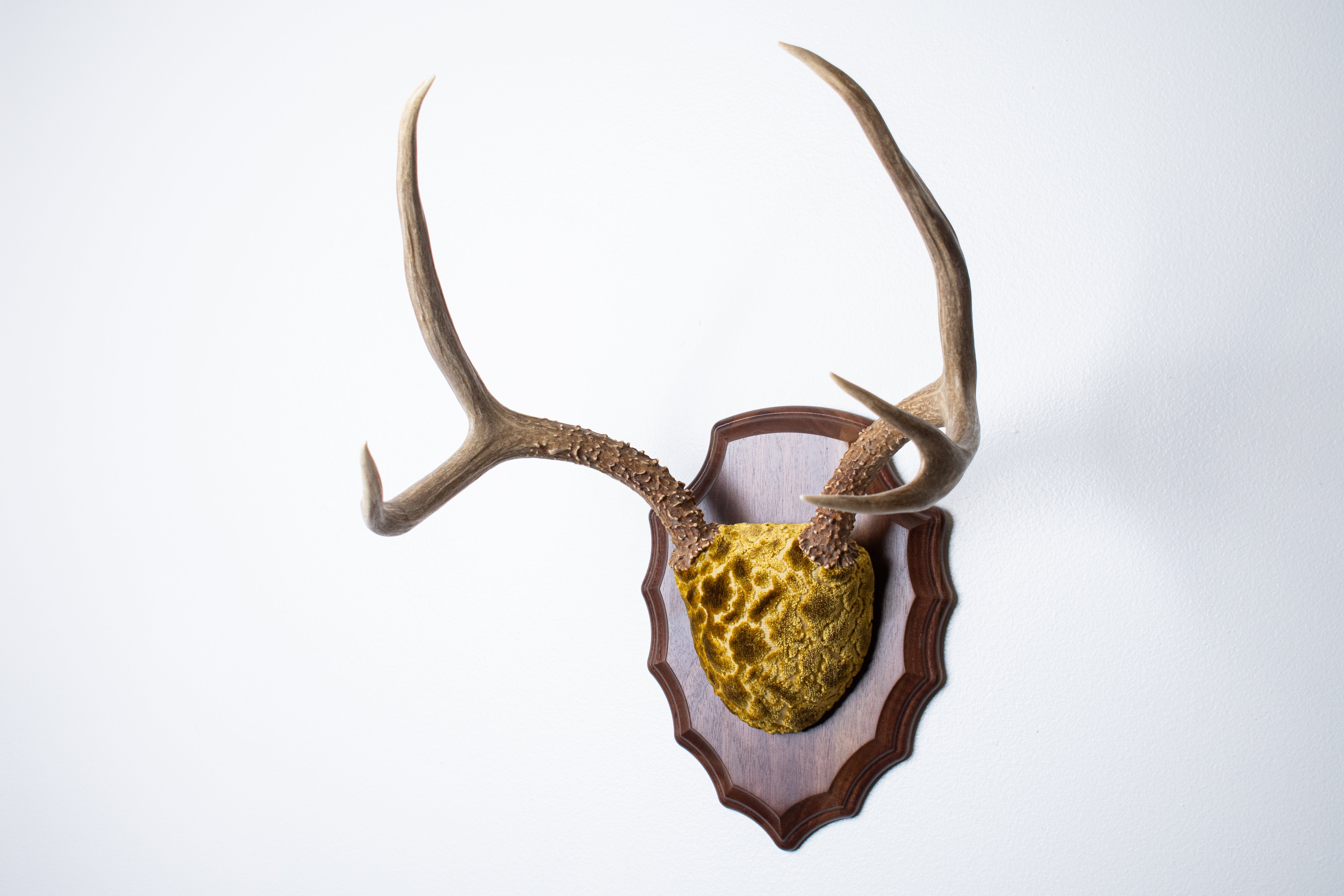 Mule Deer Antler Mount | Antique Gold & Umber | 06 | SOLD OUT