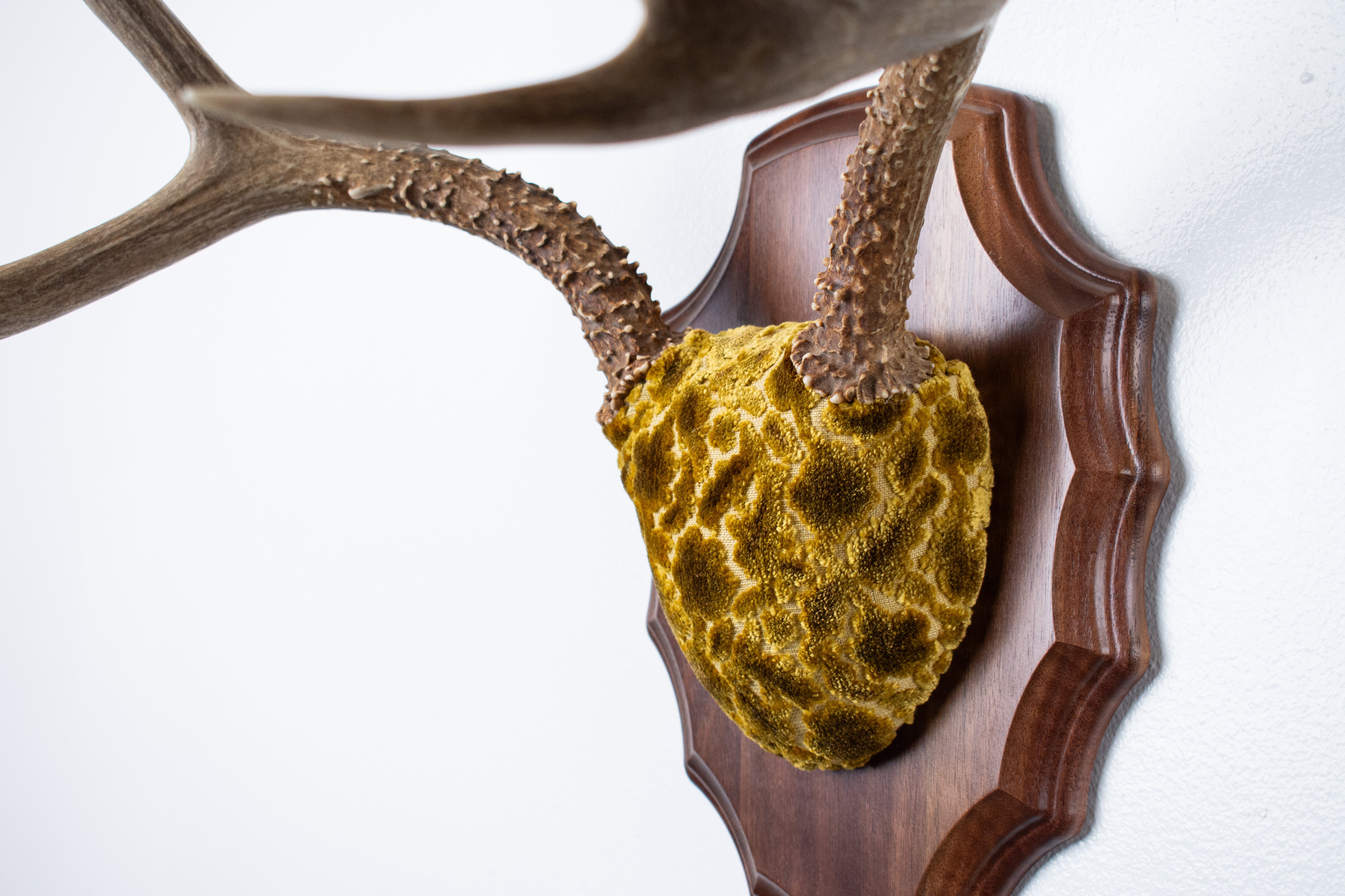 Mule Deer Antler Mount | Antique Gold & Umber | 06 | SOLD OUT