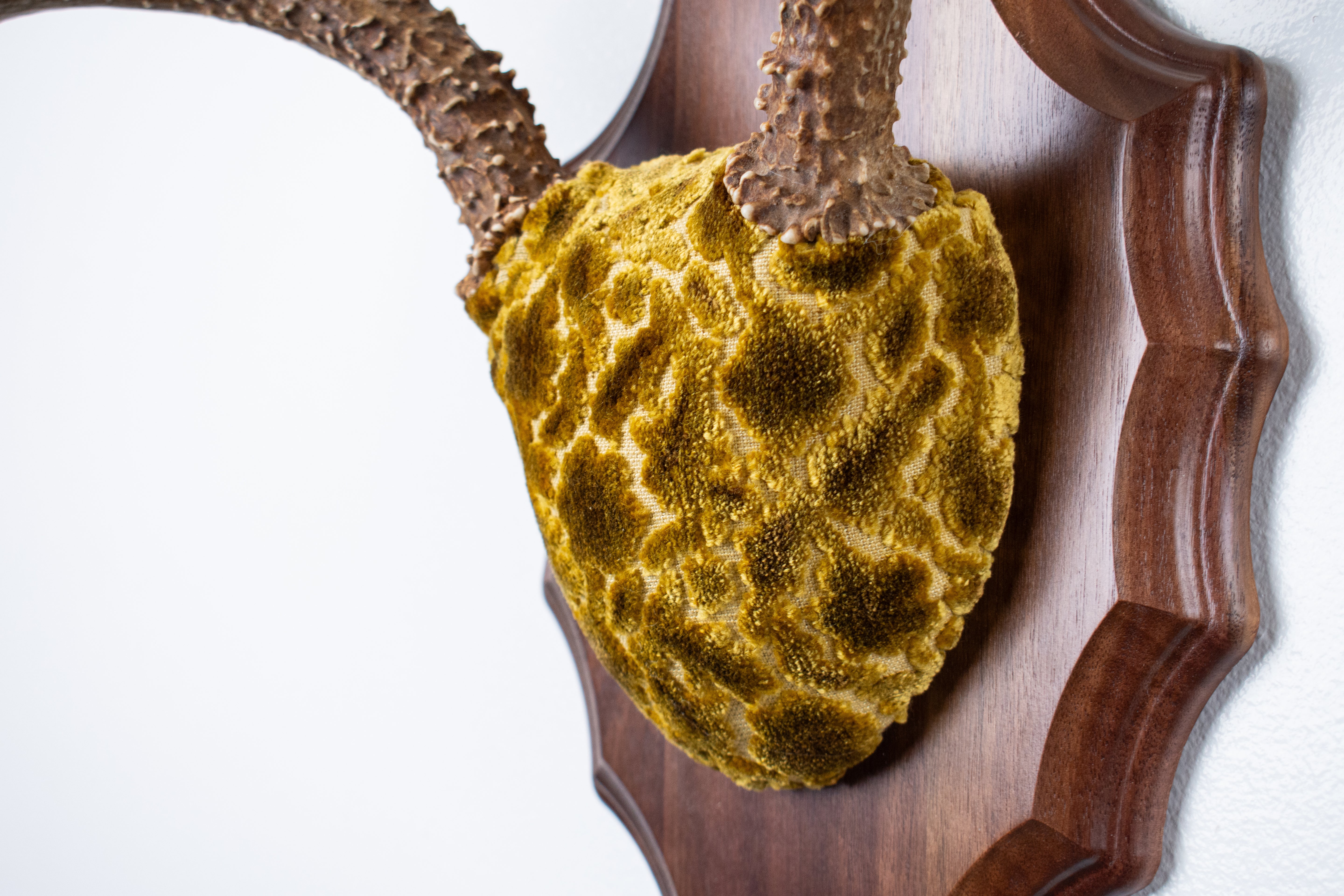 Mule Deer Antler Mount | Antique Gold & Umber | 06 | SOLD OUT