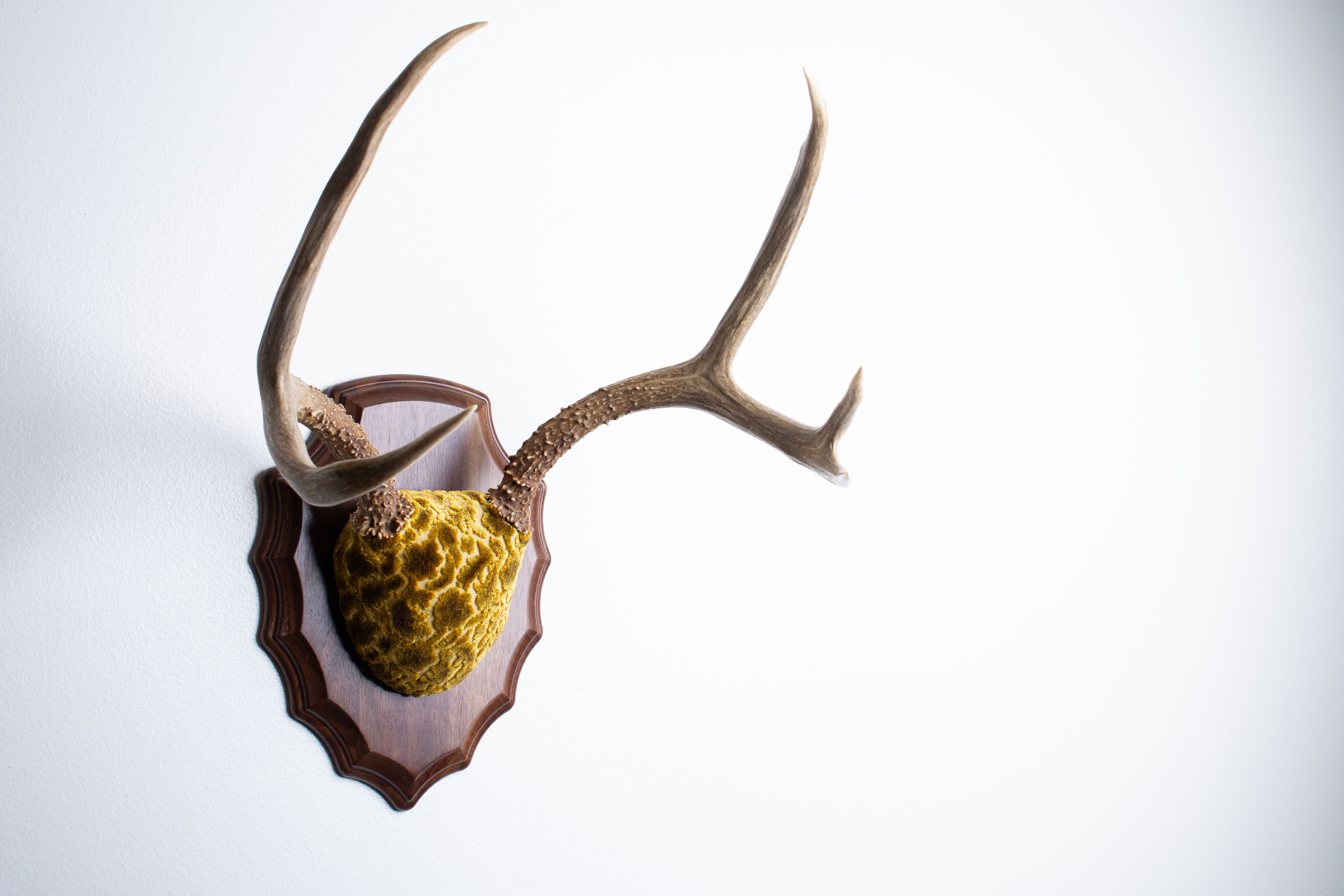 Mule Deer Antler Mount | Antique Gold & Umber | 06 | SOLD OUT