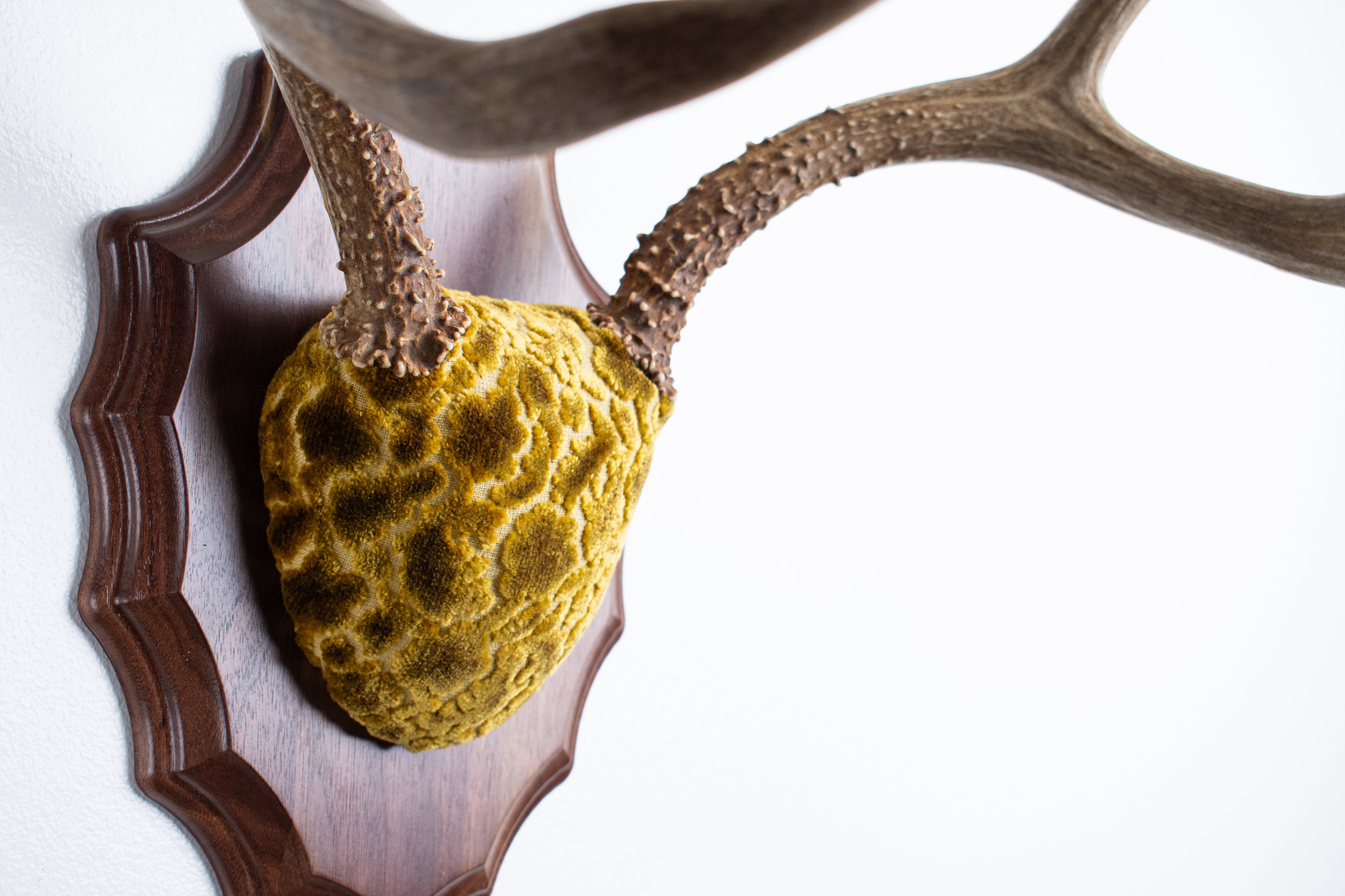 Mule Deer Antler Mount | Antique Gold & Umber | 06 | SOLD OUT