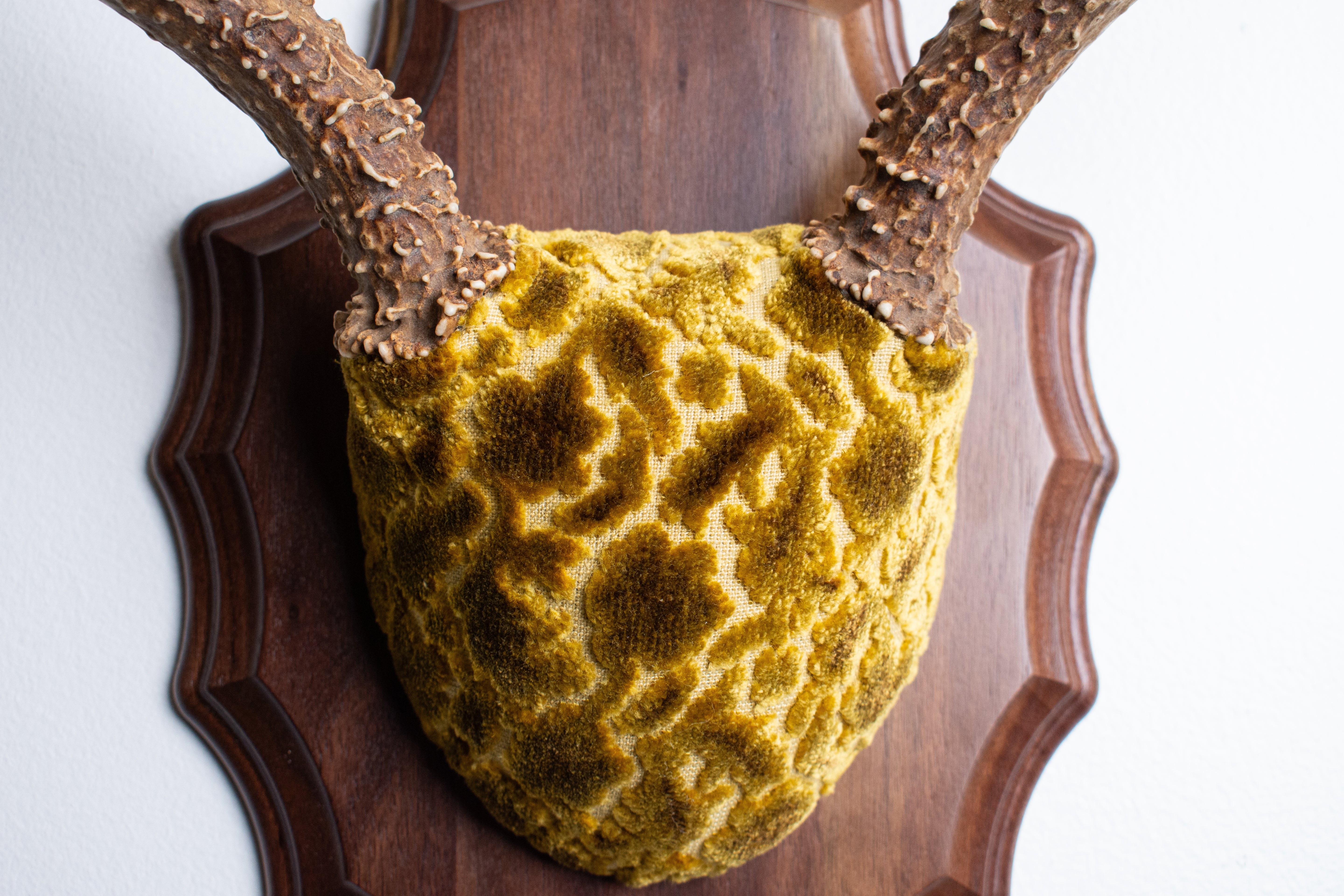 Mule Deer Antler Mount | Antique Gold & Umber | 06 | SOLD OUT