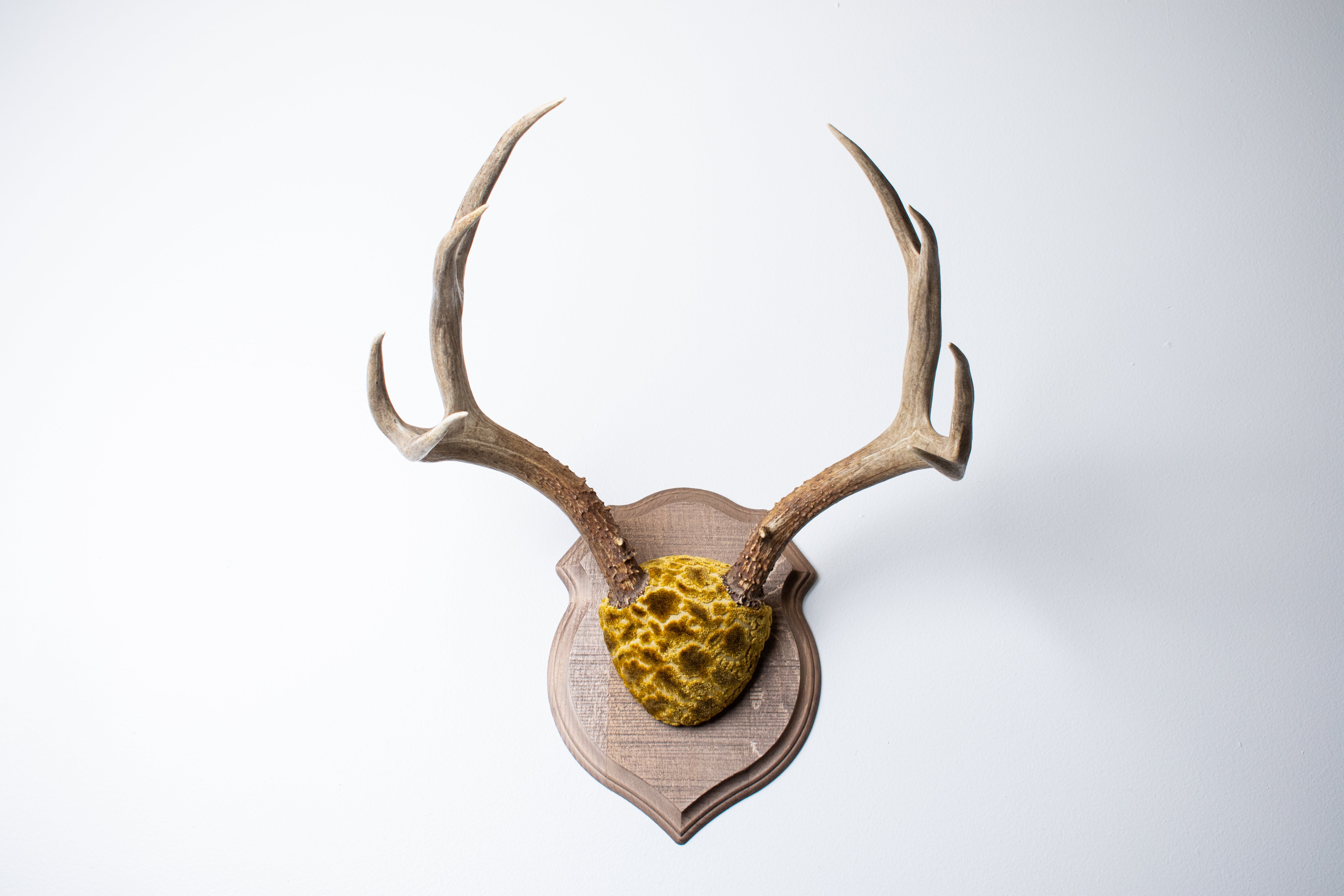 Mule Deer Antler Mount | Antique Gold & Umber | 07 | SOLD OUT