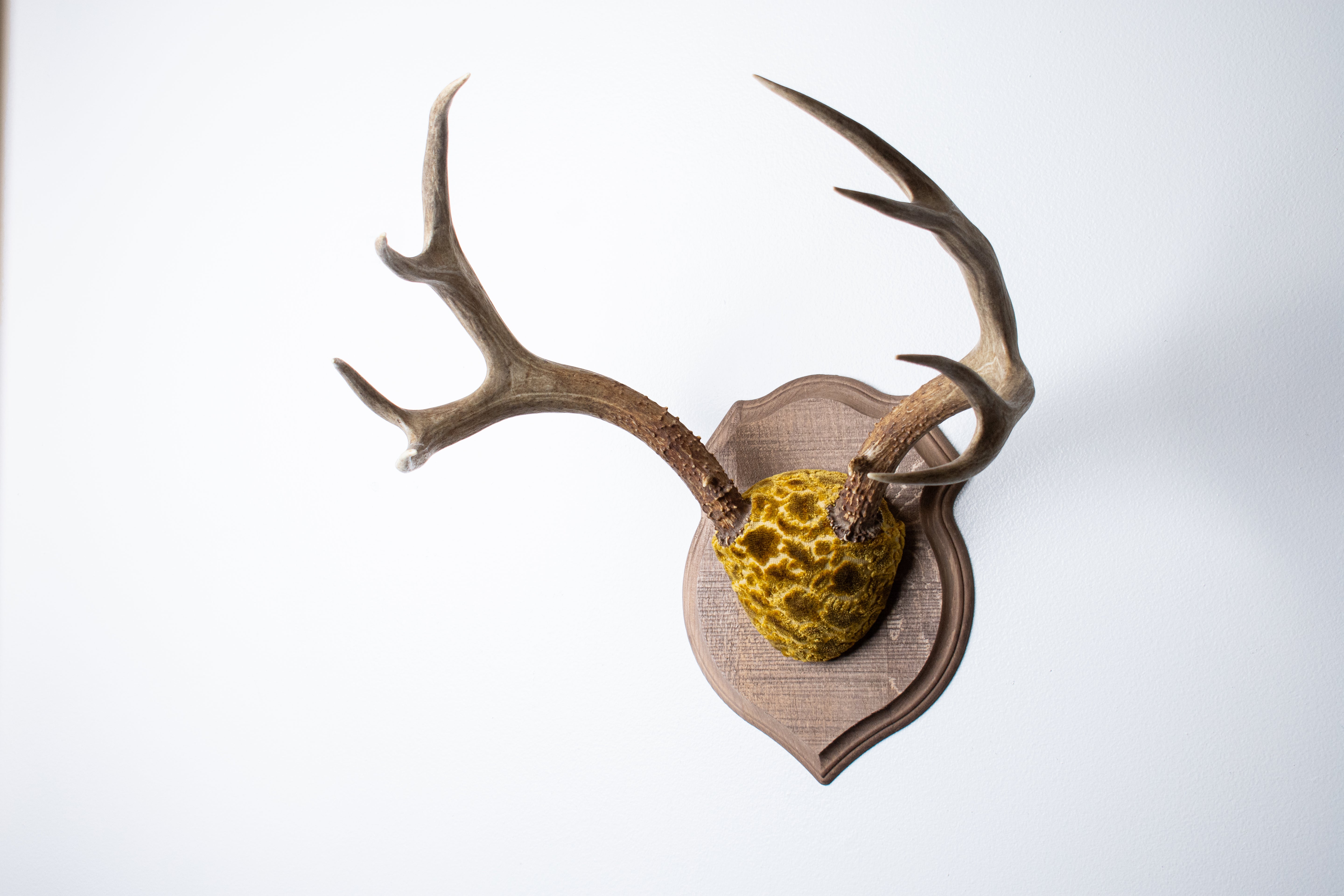 Mule Deer Antler Mount | Antique Gold & Umber | 07 | SOLD OUT