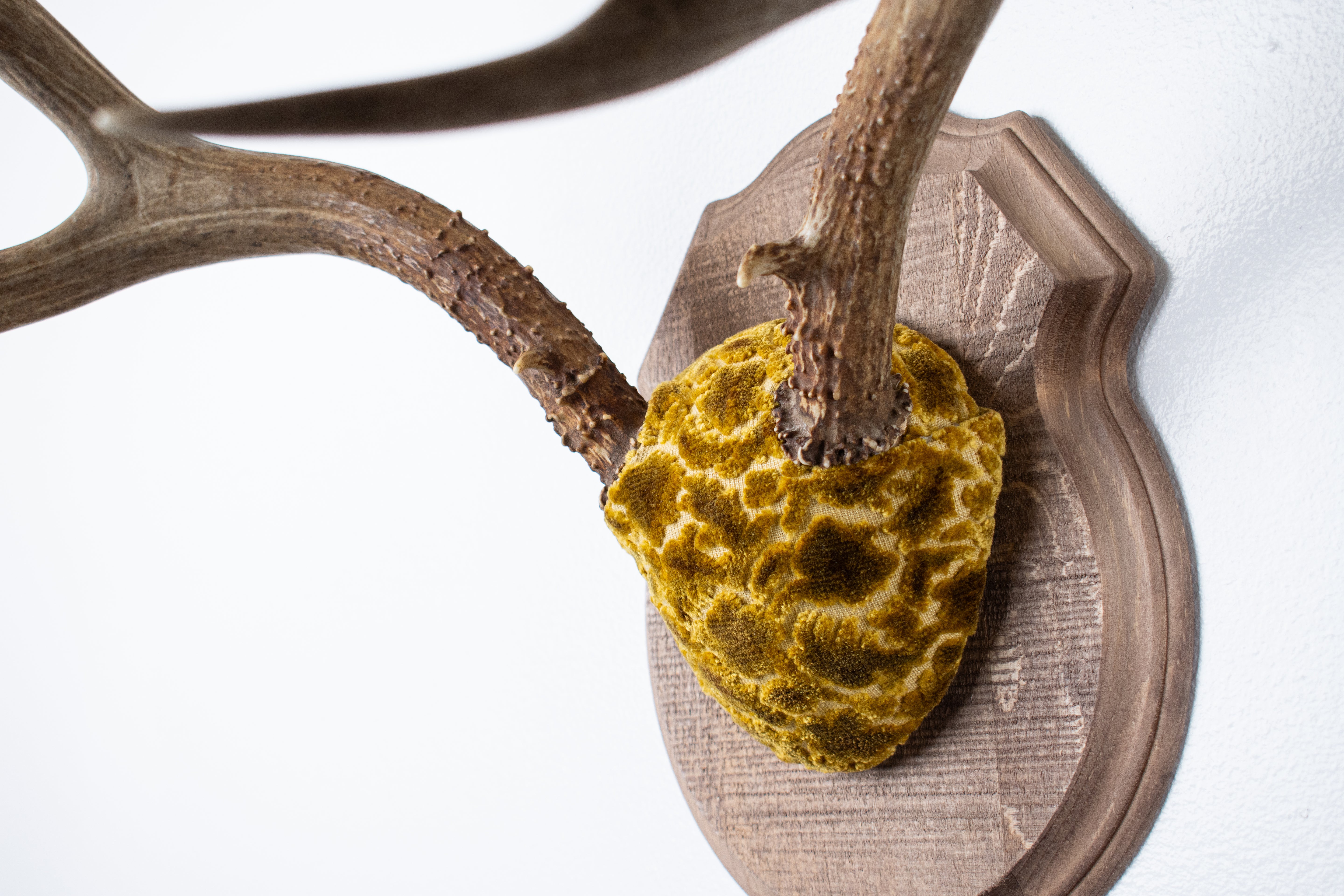 Mule Deer Antler Mount | Antique Gold & Umber | 07 | SOLD OUT