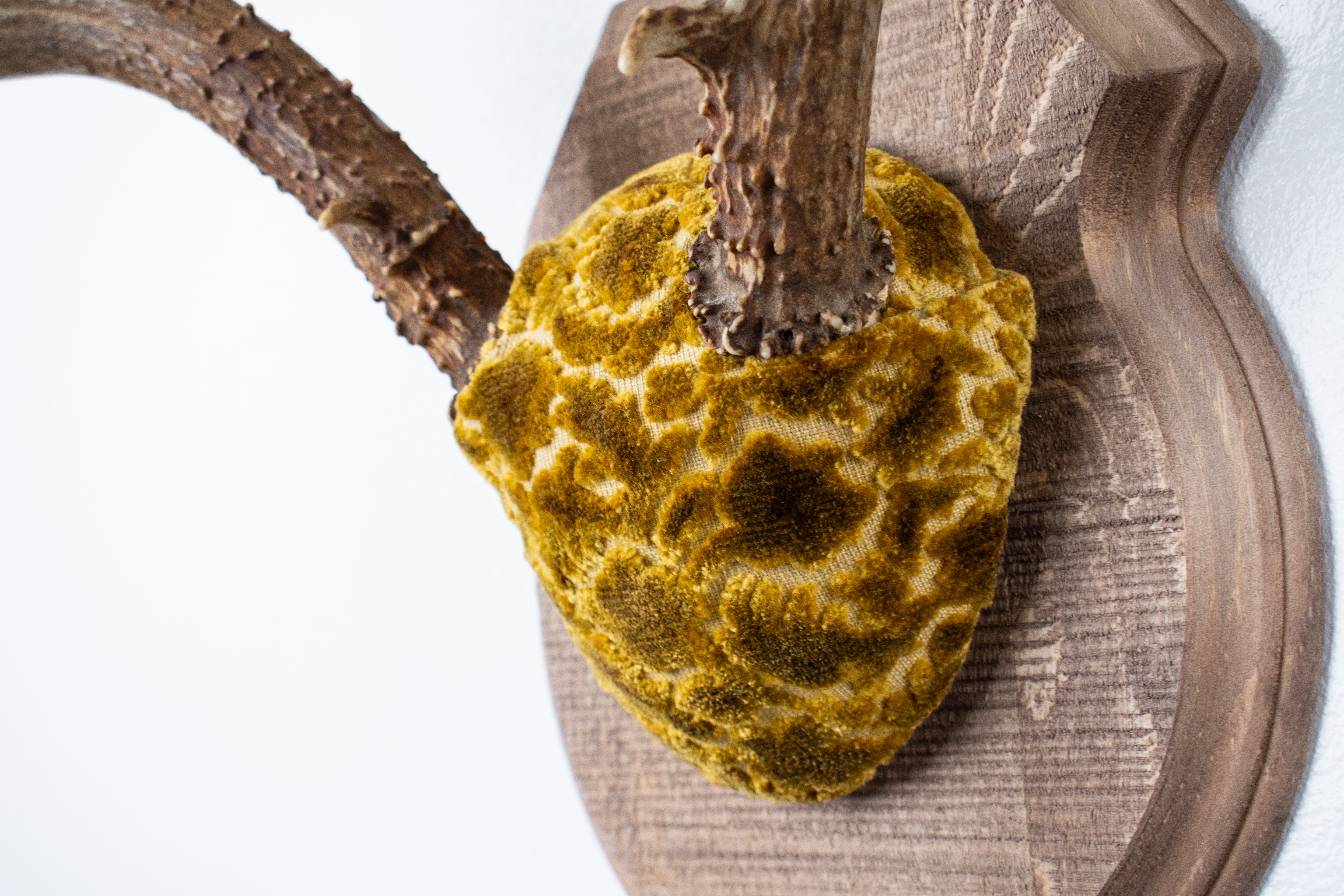 Mule Deer Antler Mount | Antique Gold & Umber | 07 | SOLD OUT