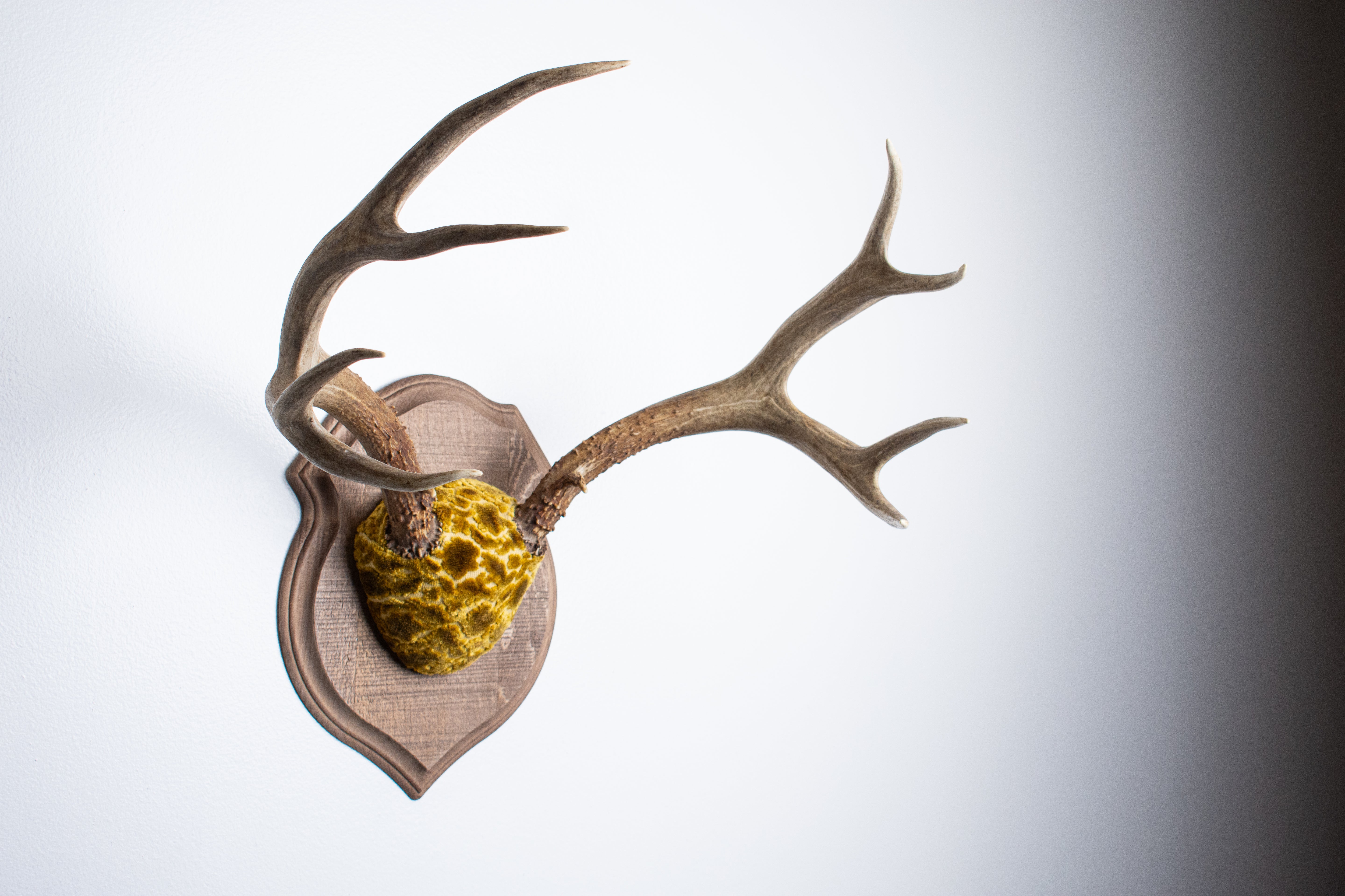 Mule Deer Antler Mount | Antique Gold & Umber | 07 | SOLD OUT