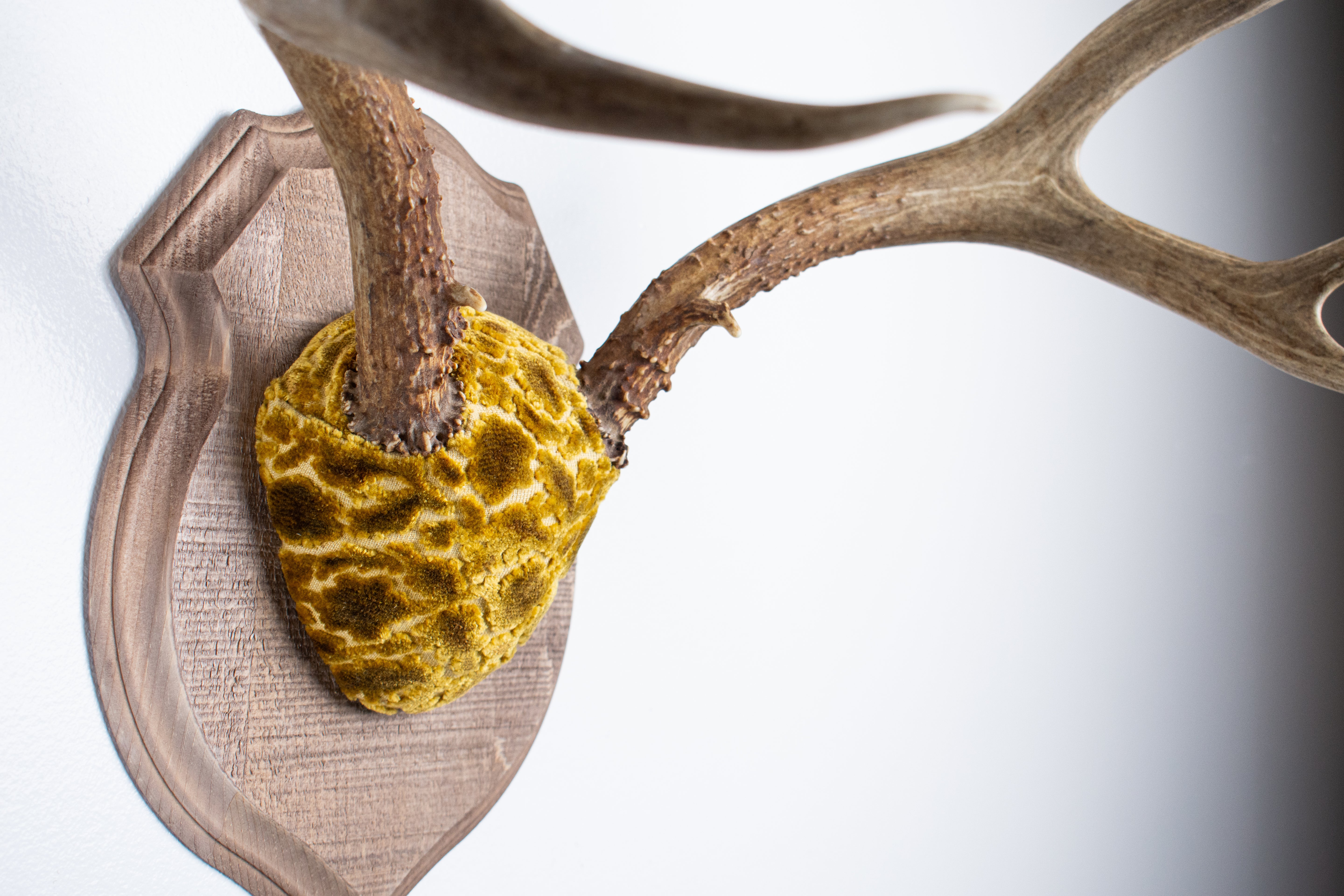 Mule Deer Antler Mount | Antique Gold & Umber | 07 | SOLD OUT