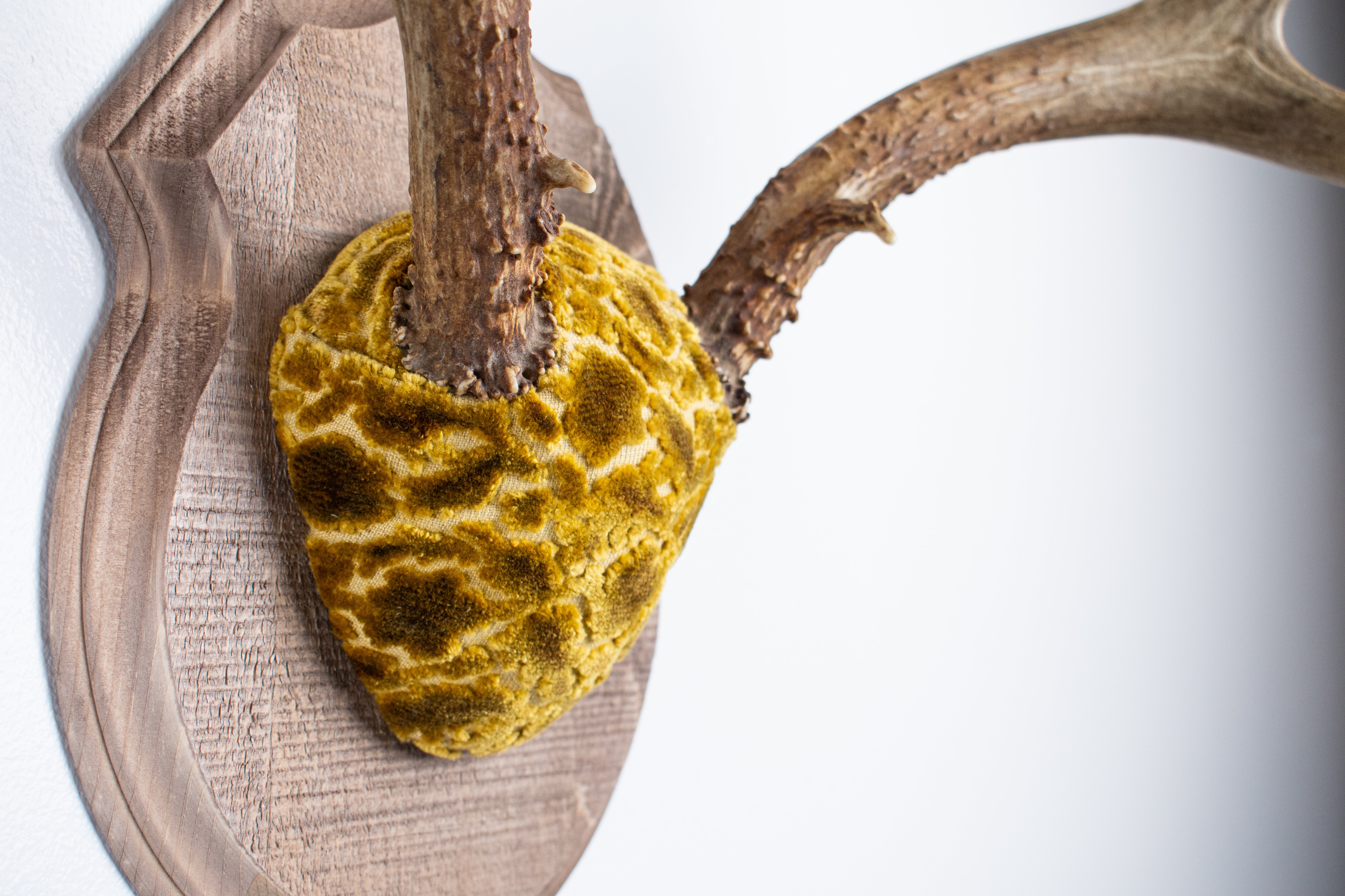 Mule Deer Antler Mount | Antique Gold & Umber | 07 | SOLD OUT