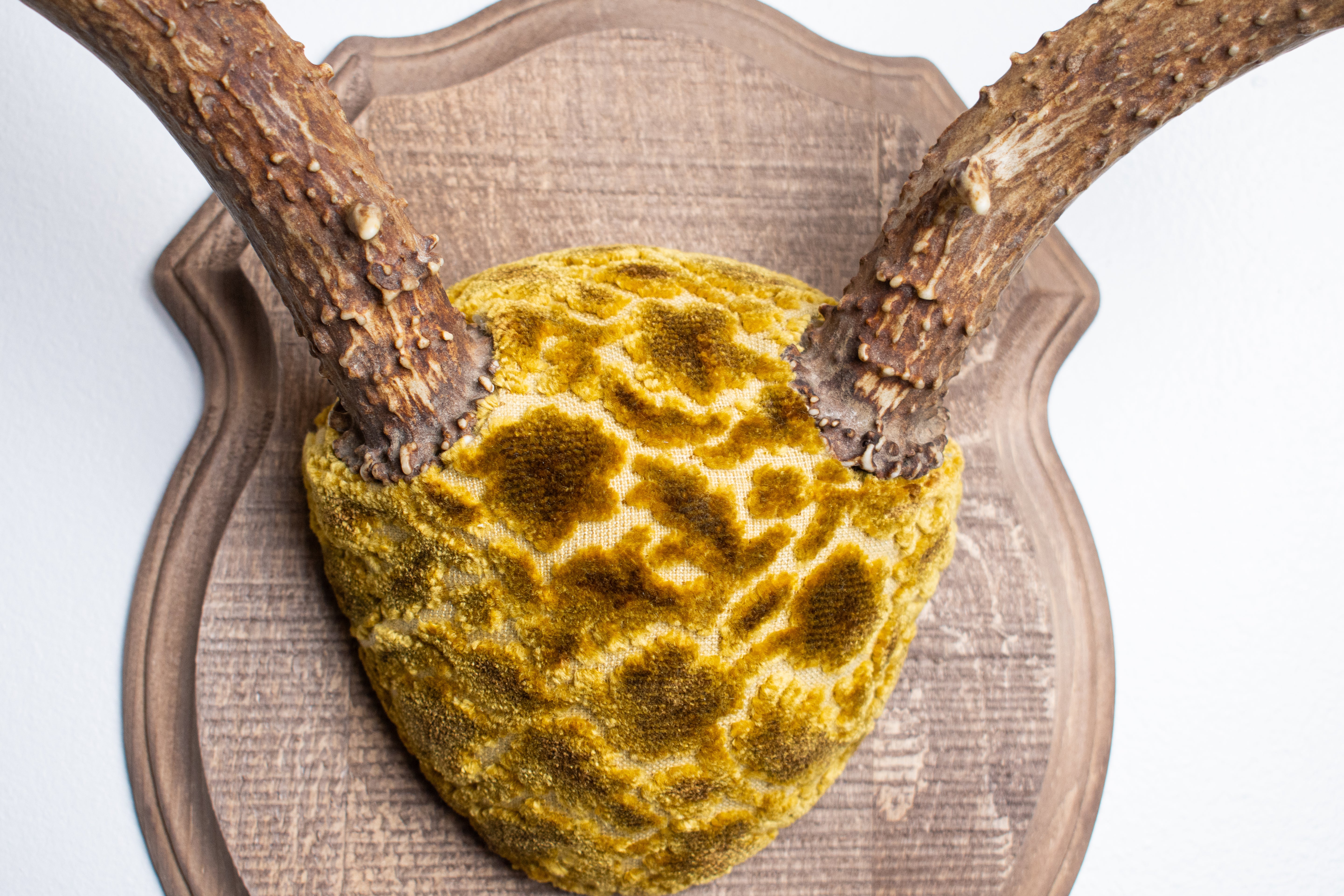 Mule Deer Antler Mount | Antique Gold & Umber | 07 | SOLD OUT