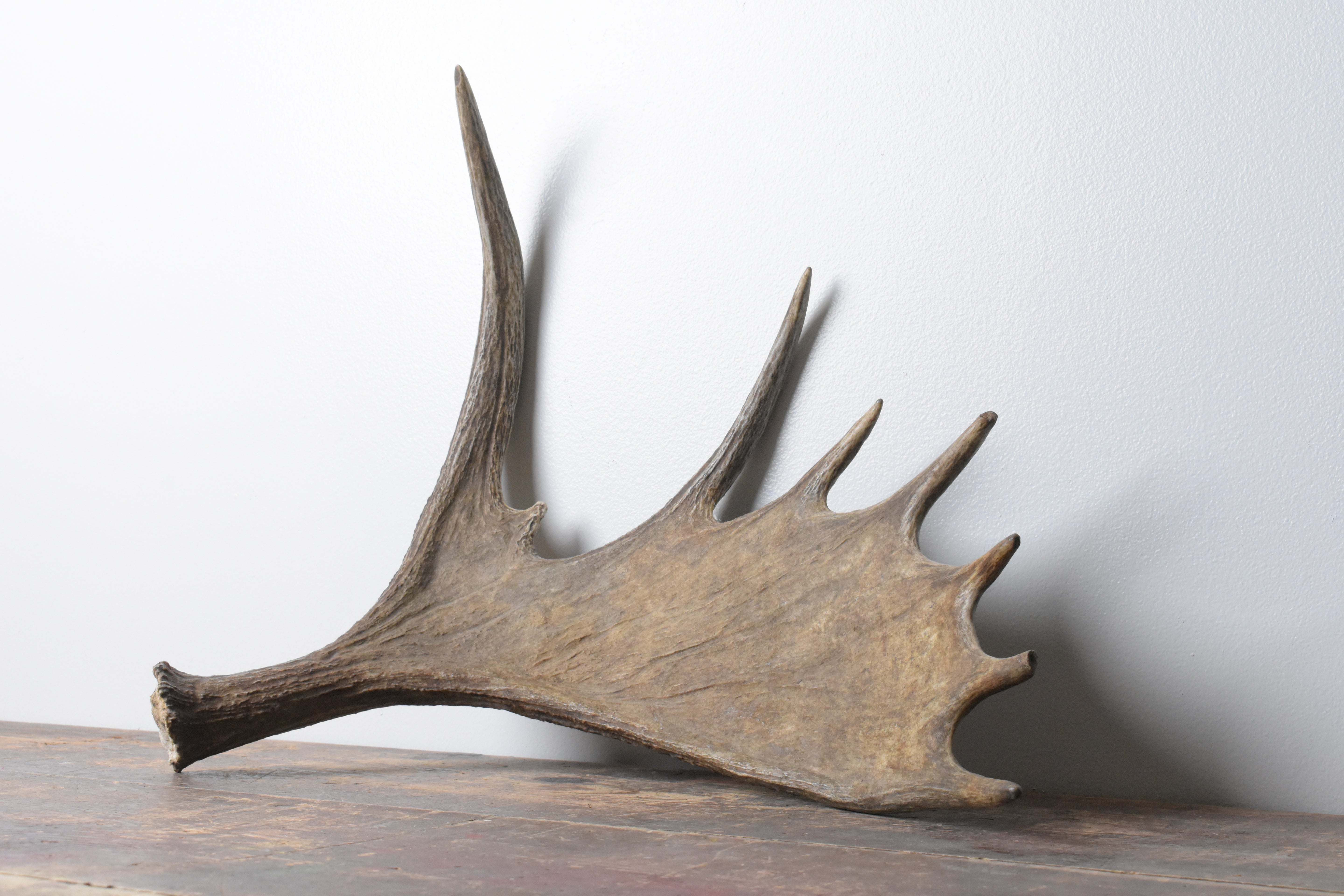 Moose Antler | Small Size | 07