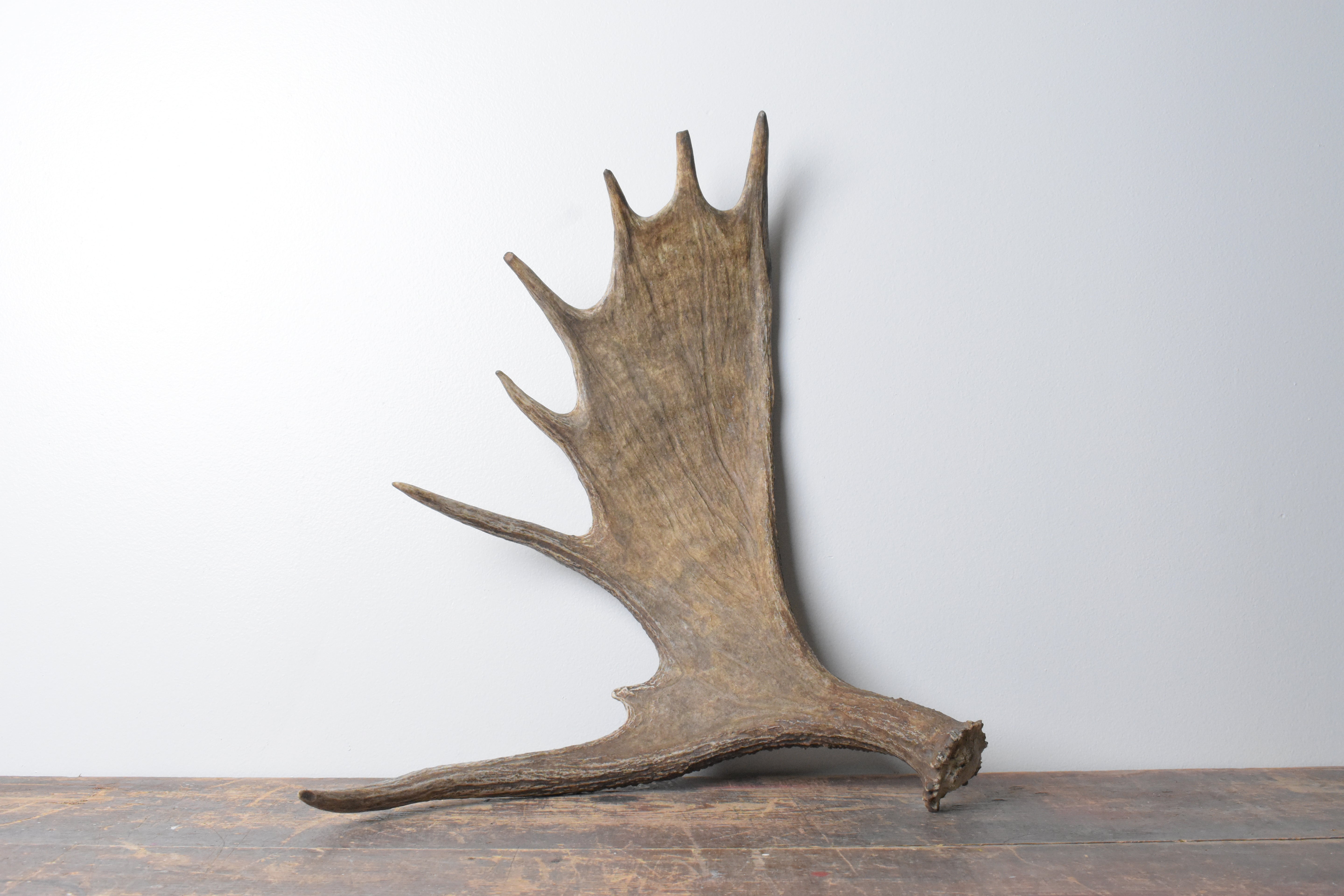 Moose Antler | Small Size | 07