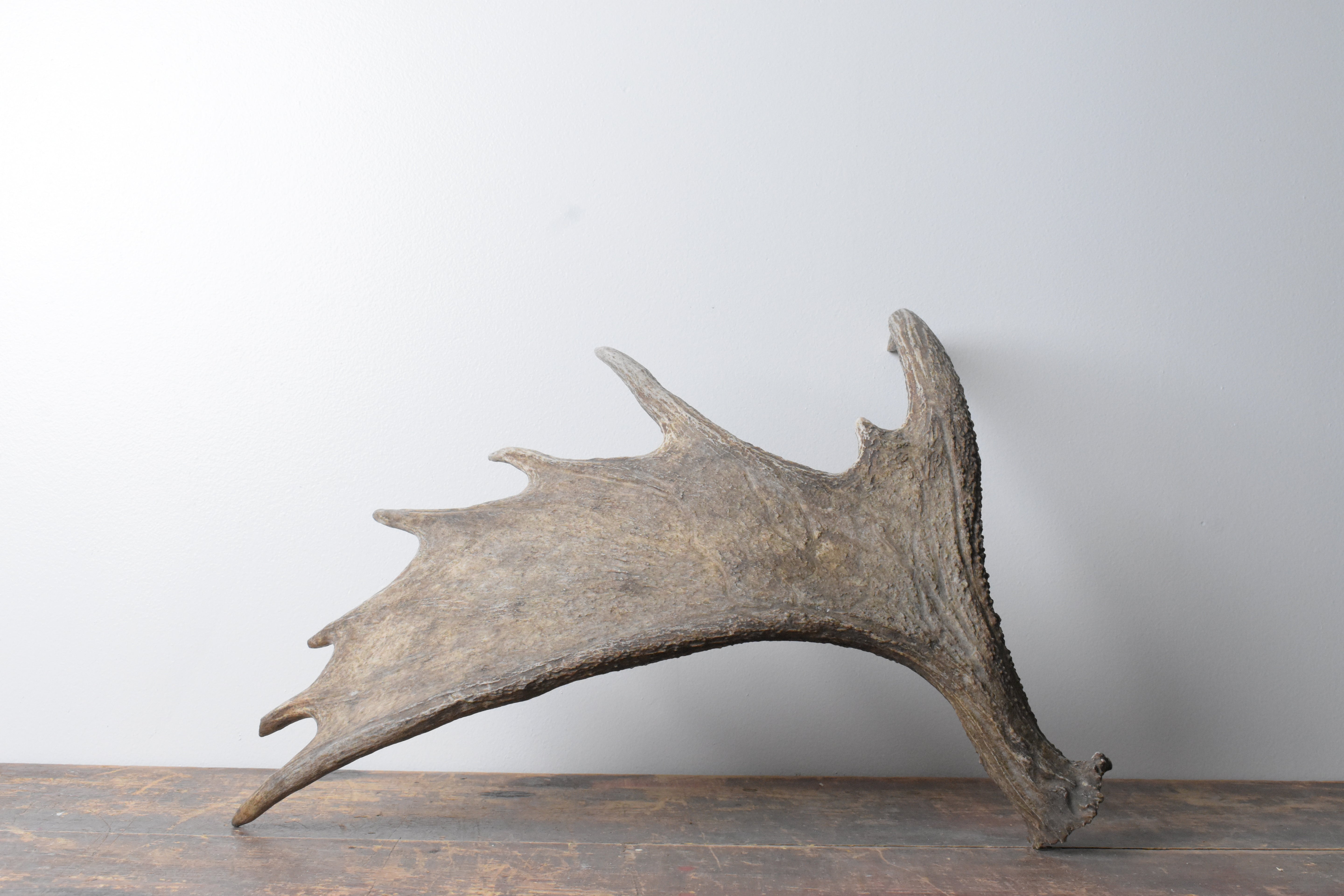 Moose Antler | Small Size | 07