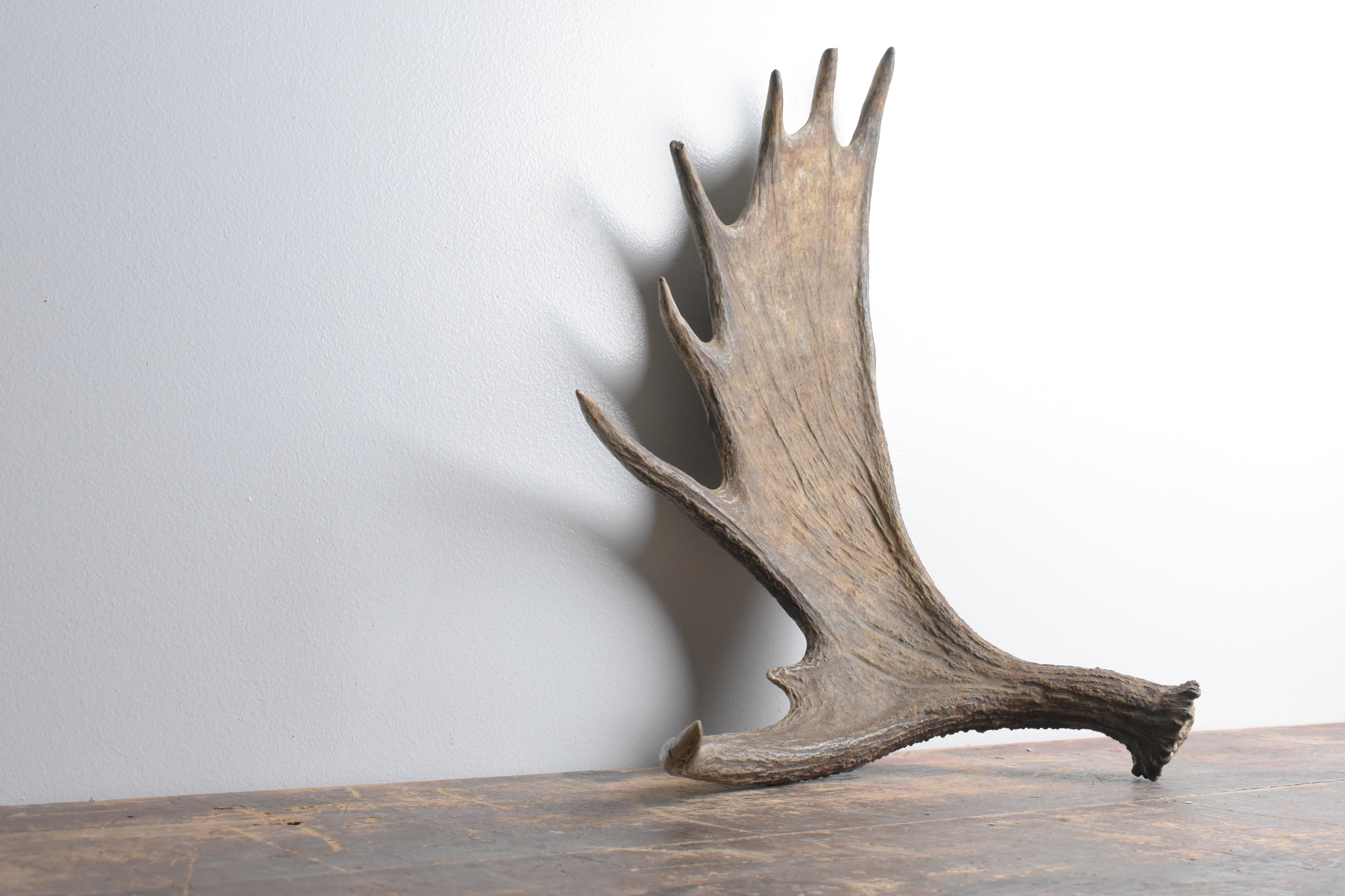 Moose Antler | Small Size | 07