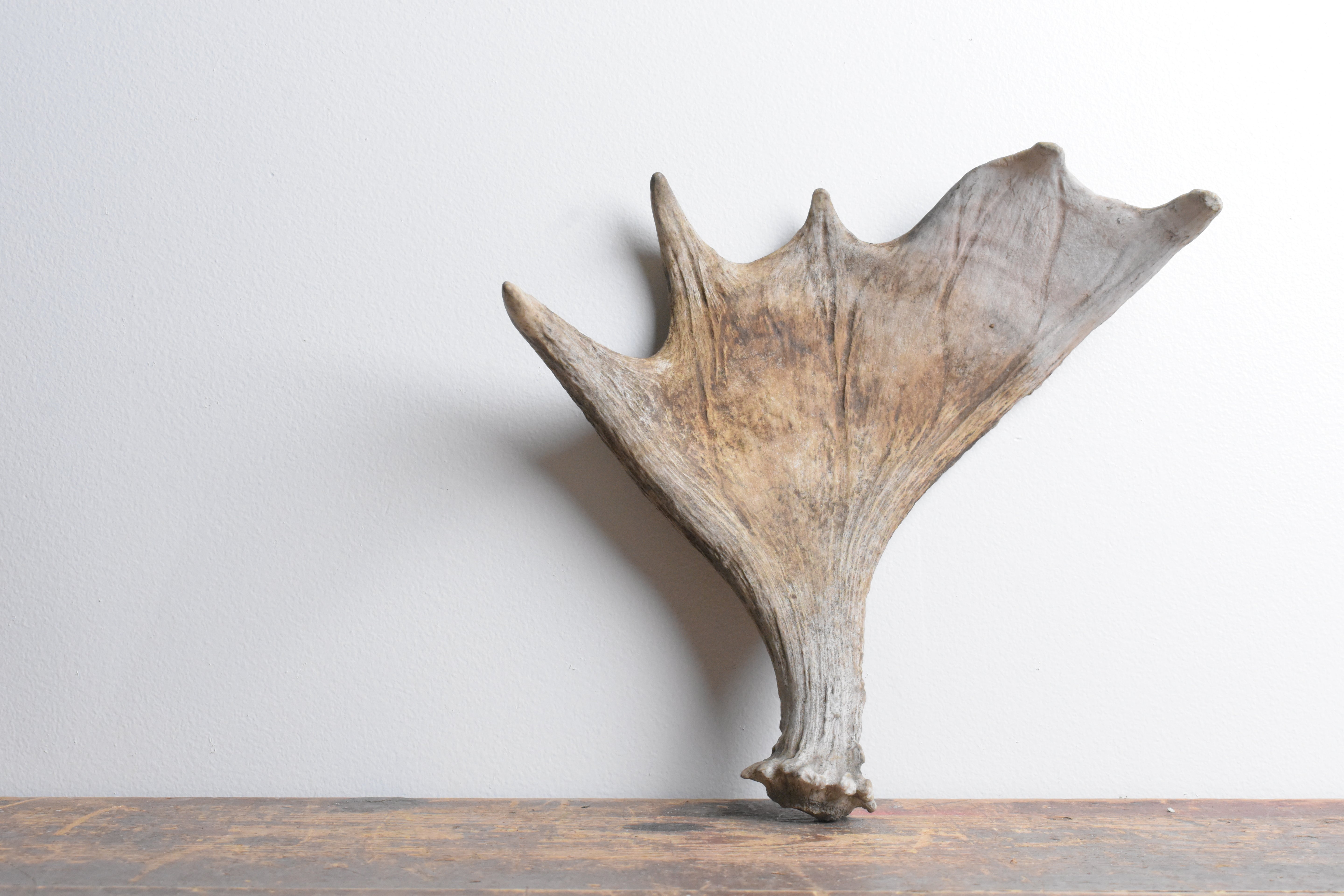 Moose Antler | 06 | SOLD OUT