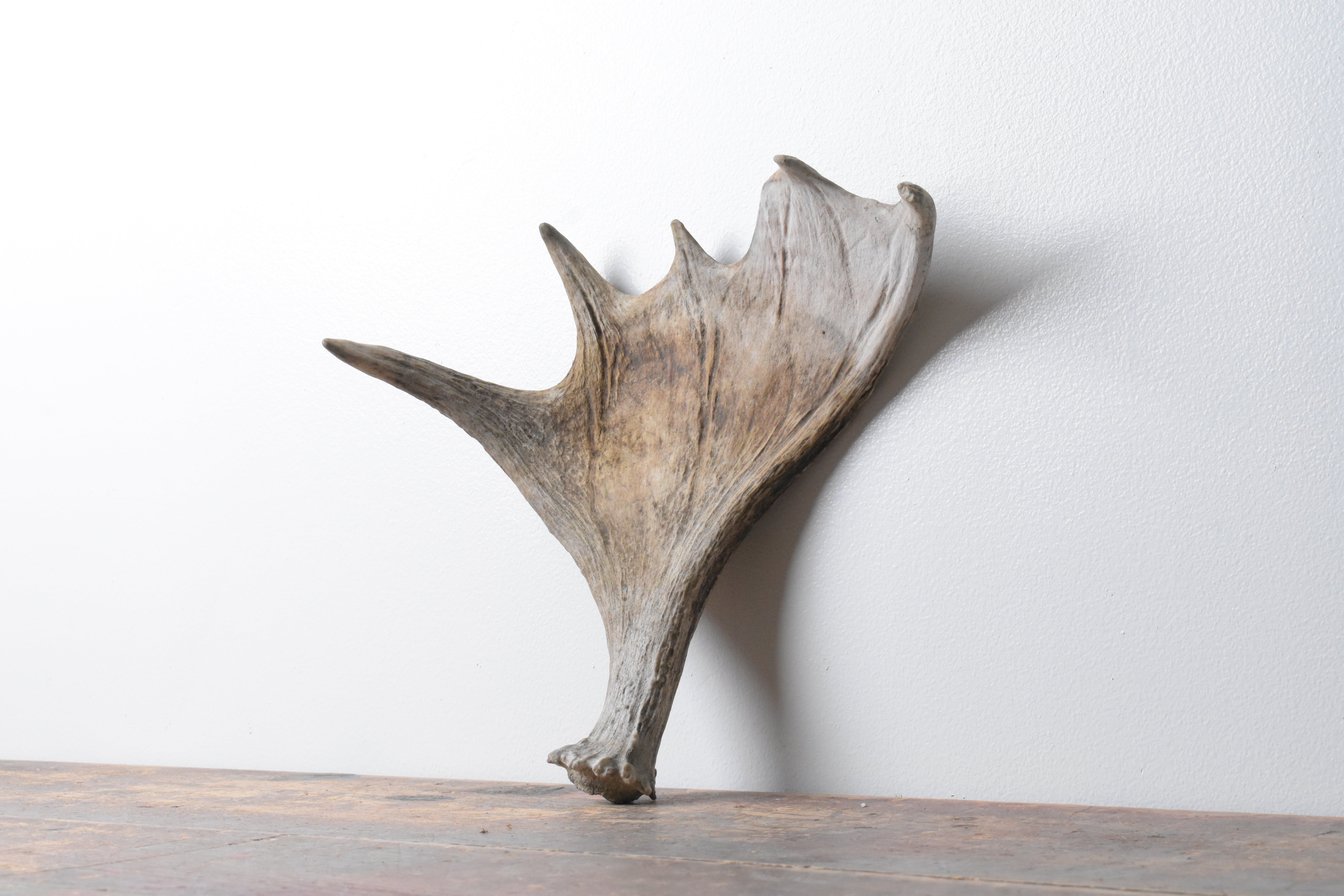 Moose Antler | 06 | SOLD OUT