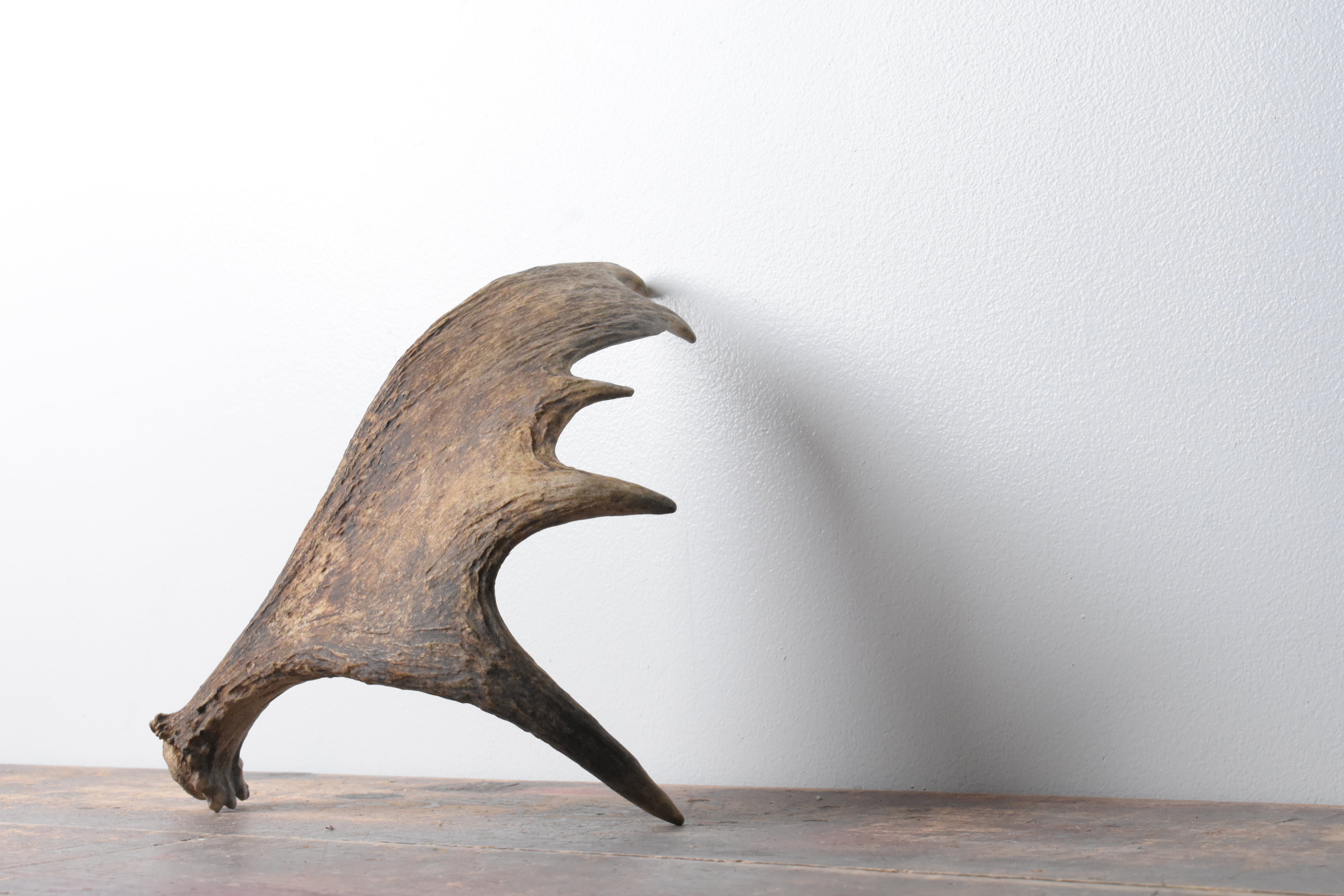 Moose Antler | 06 | SOLD OUT