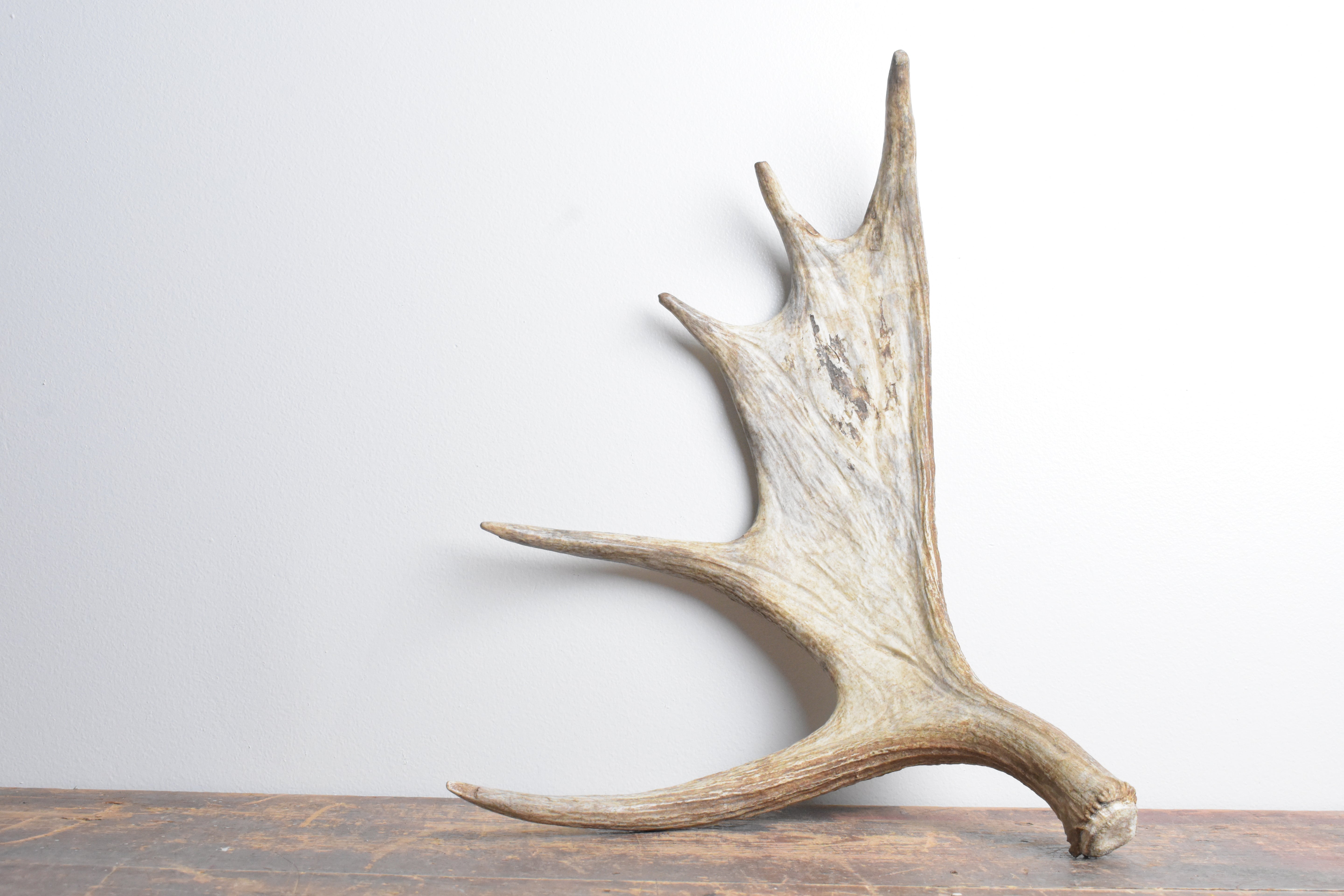 Moose Antler | Small Size | 11