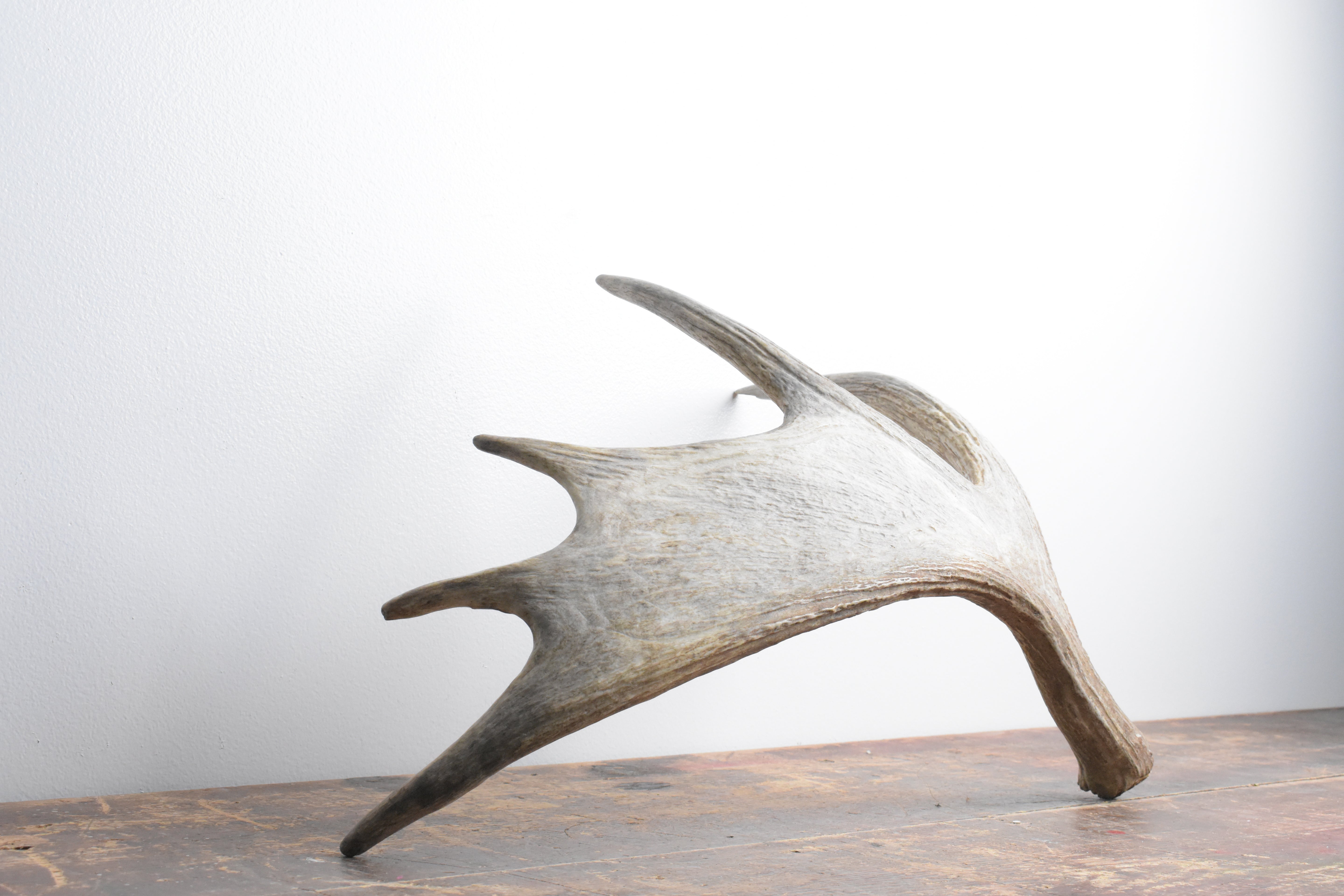 Moose Antler | Small Size | 11